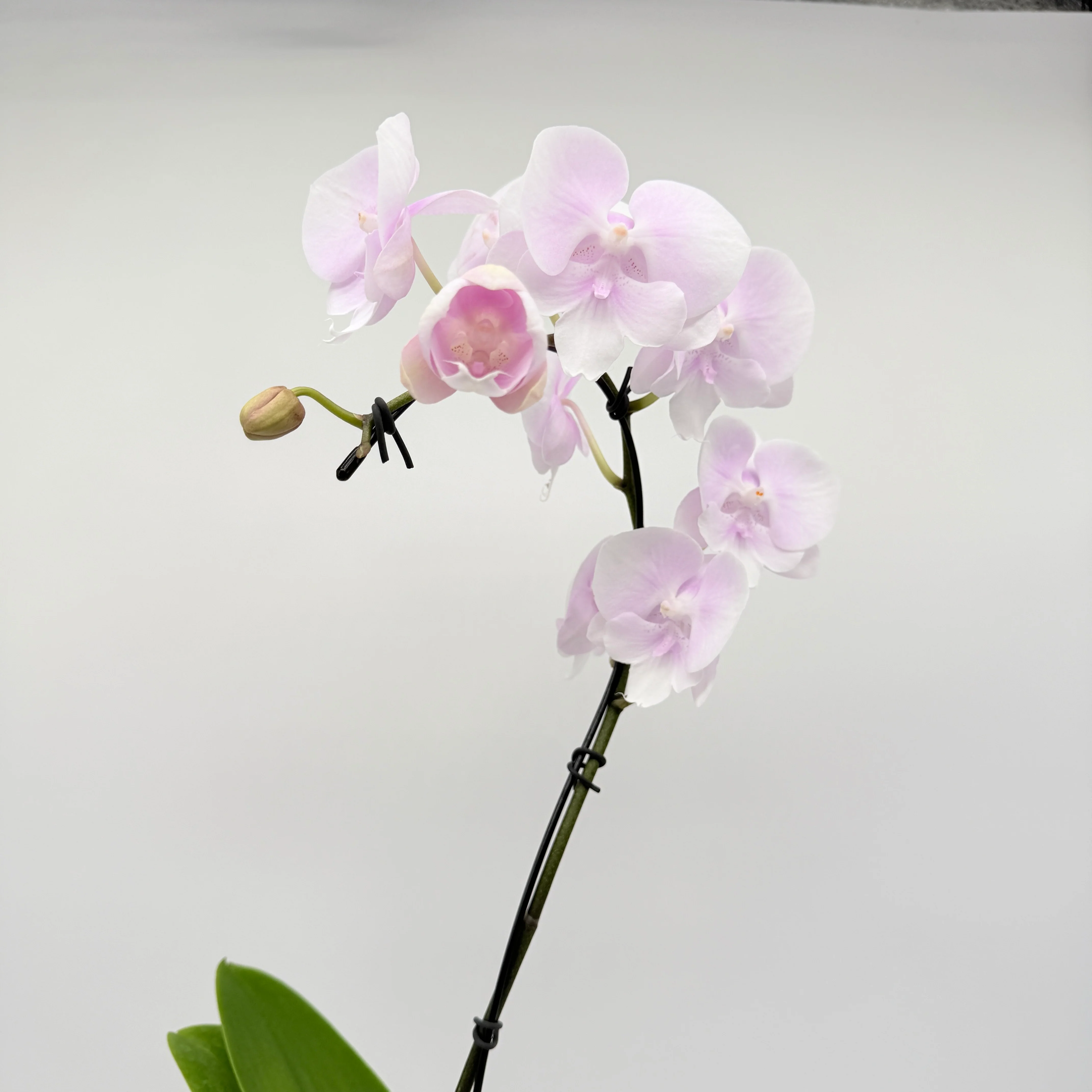 Handmade Kokedama Orchid - Image 4