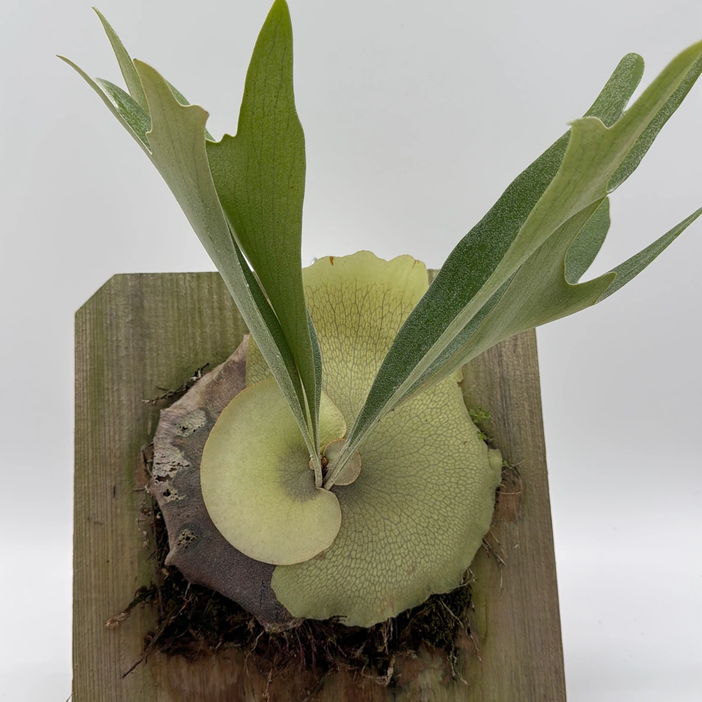 Handmade Staghorn Fern Mount