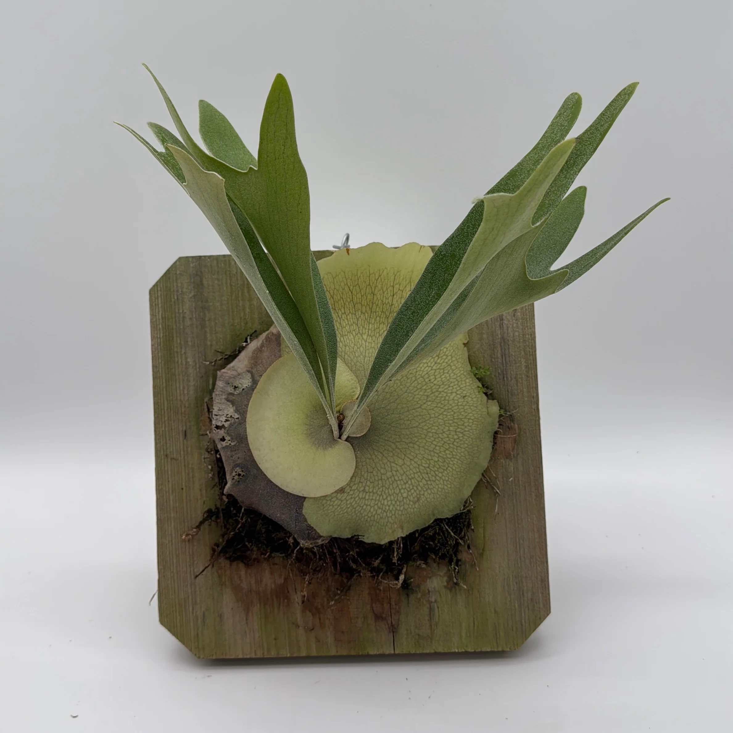 Handmade Staghorn Fern Mount - Image 2