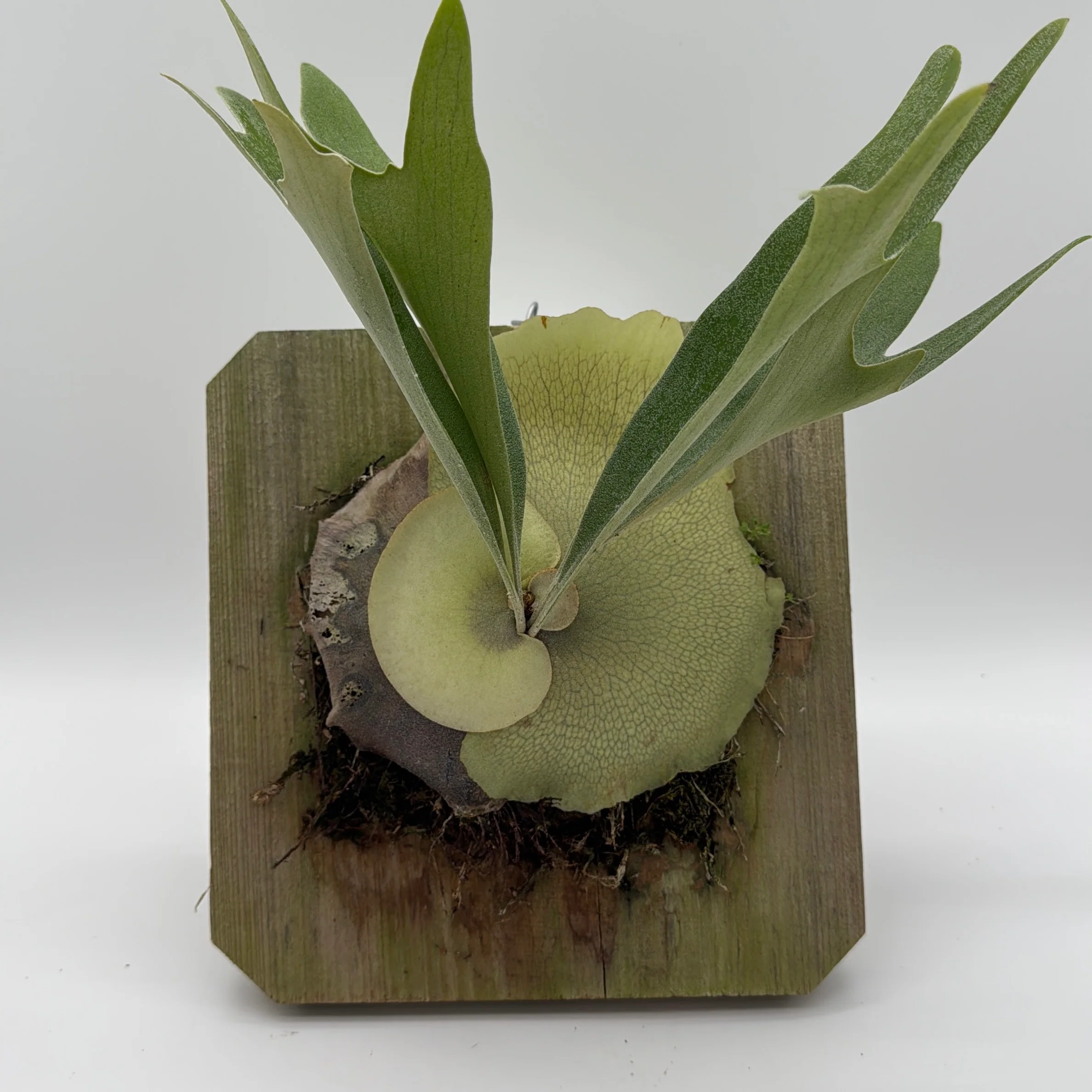 Handmade Staghorn Fern Mount - Image 3