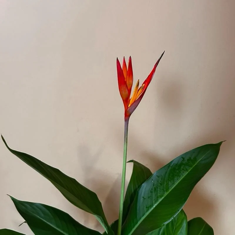 Heliconia (Lobster Claw Plant) - Image 2