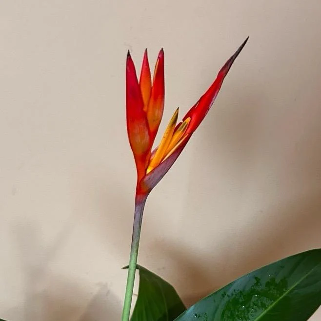 Heliconia (Lobster Claw Plant) - Image 3