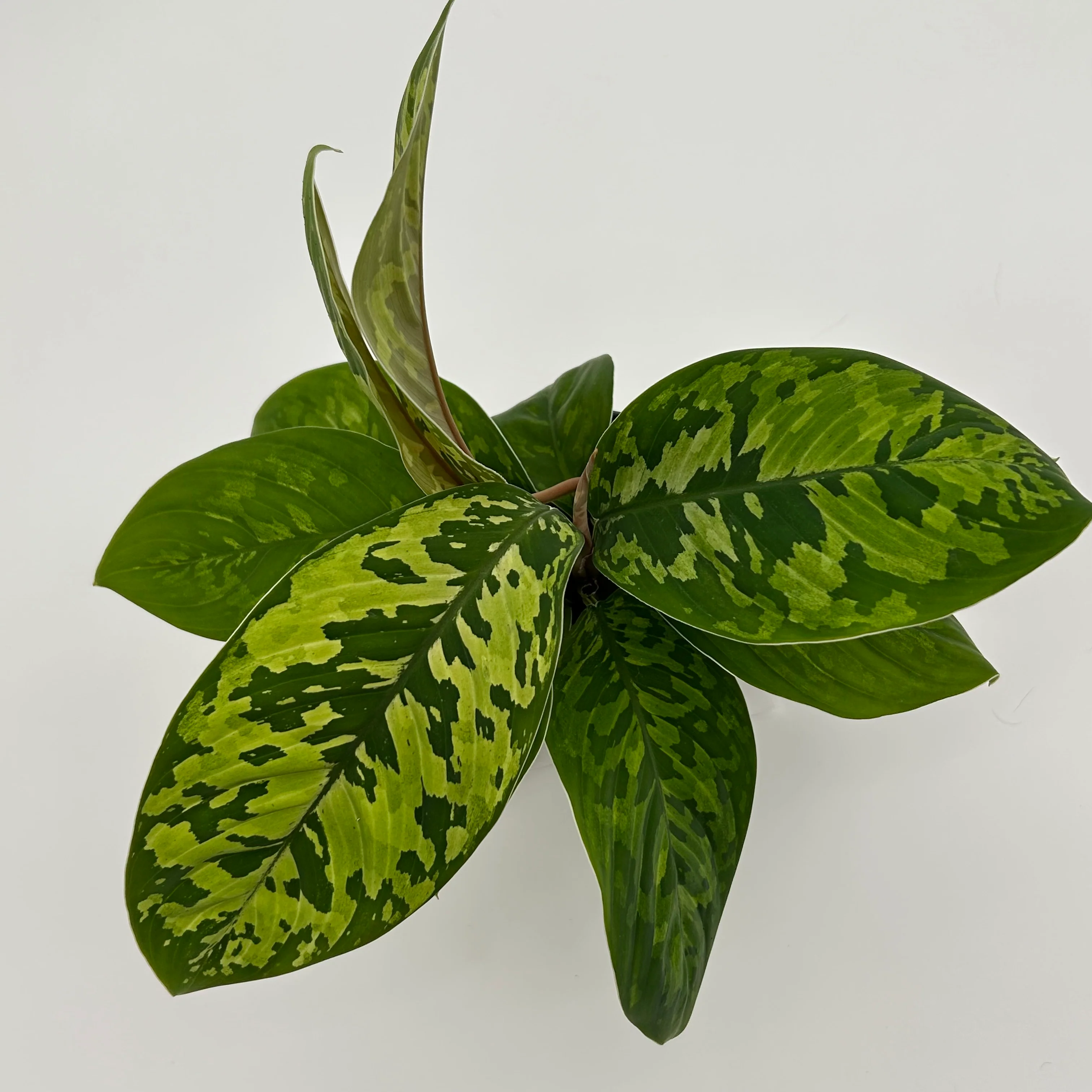 Homalomena Camouflage - Image 2
