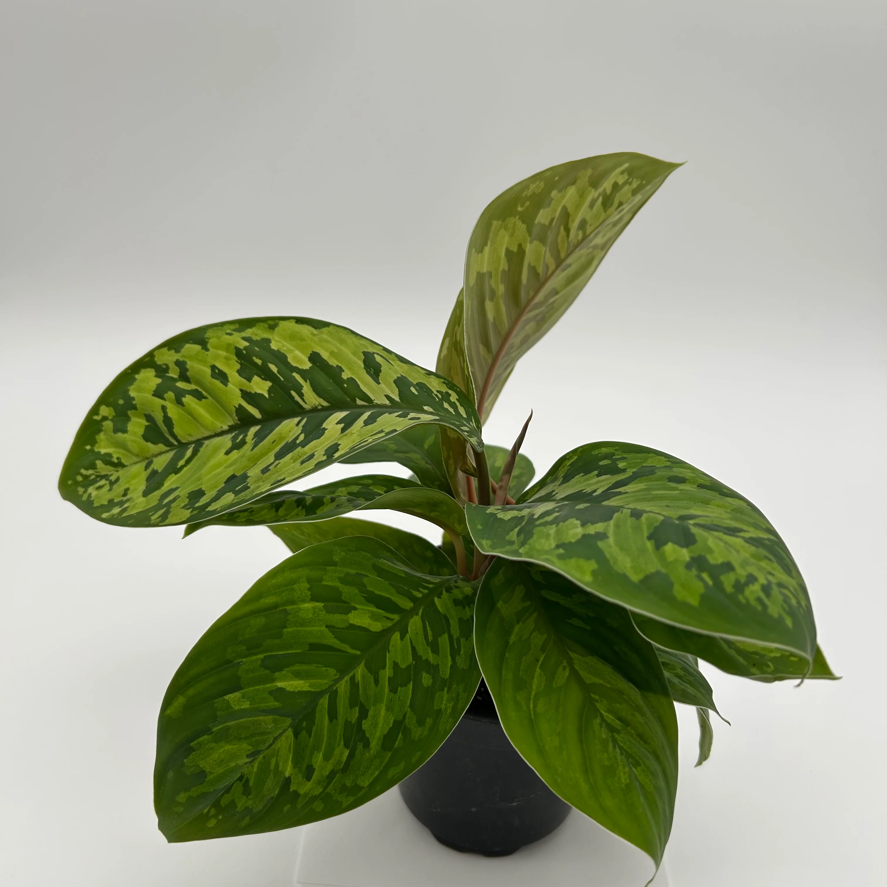 Homalomena Camouflage - Image 3