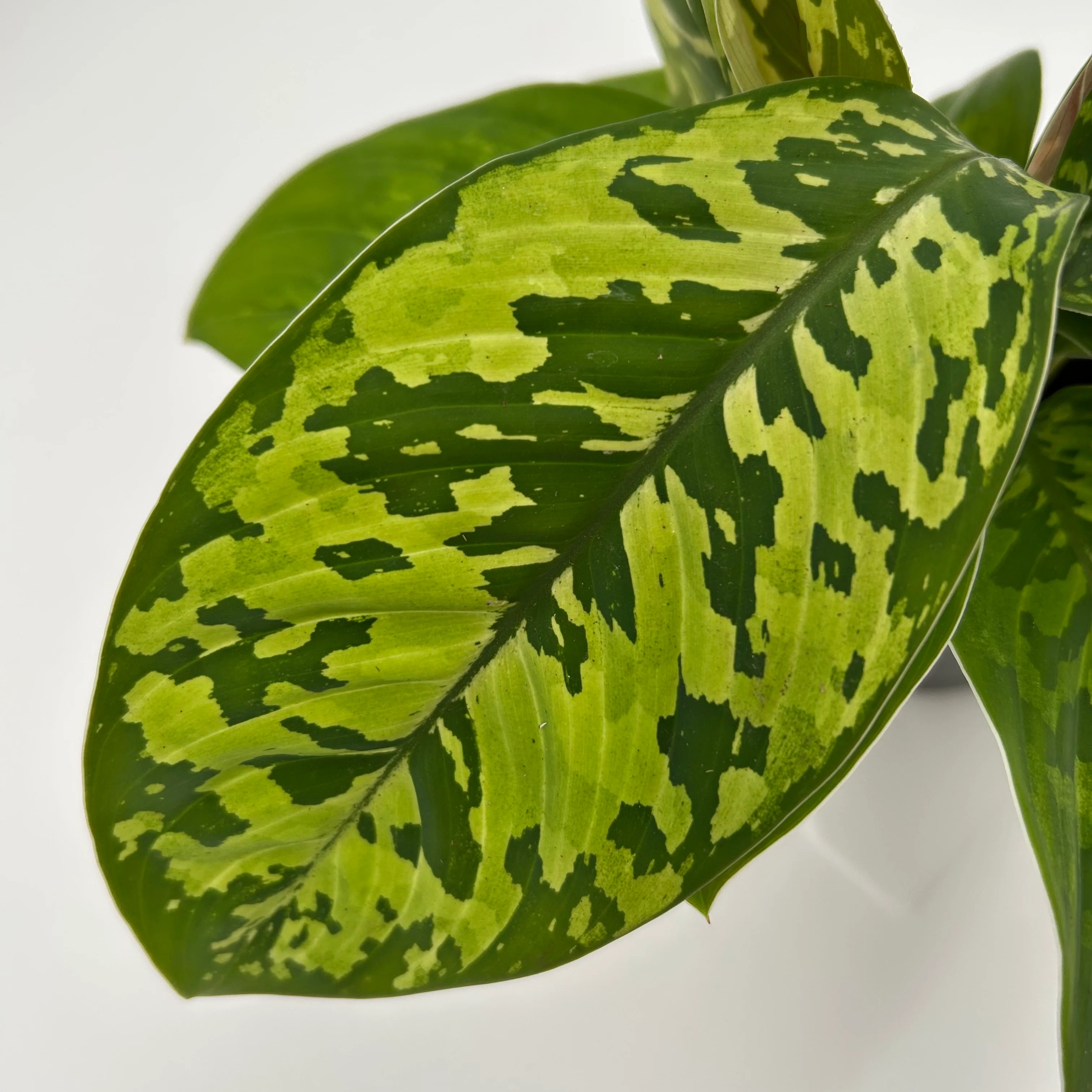 Homalomena Camouflage - Image 4
