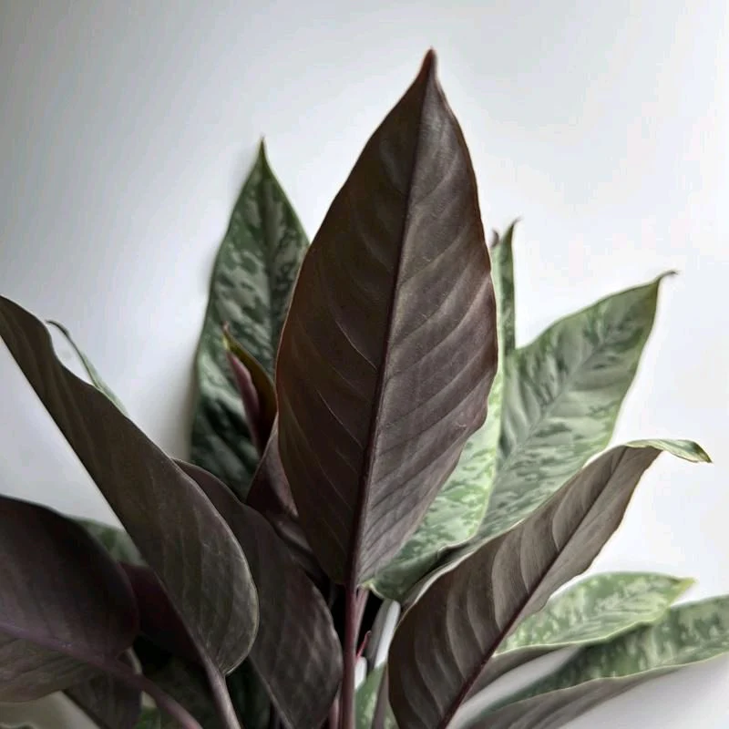 Homalomena Purple Sword - Image 3