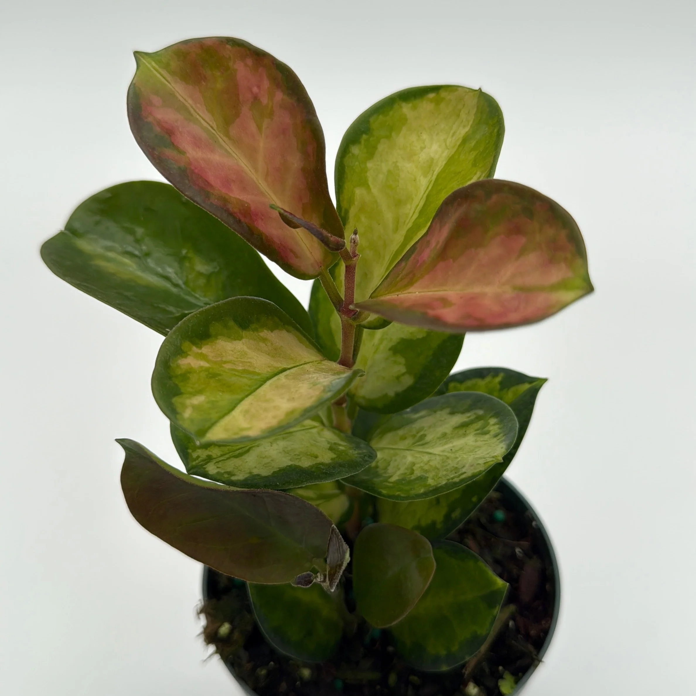 Hoya Austrailis Lisa - Image 3
