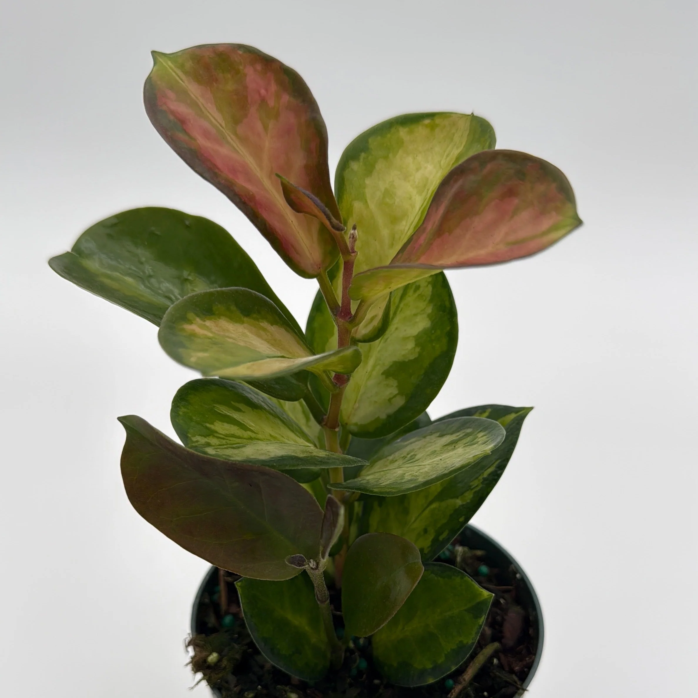 Hoya Austrailis Lisa - Image 5