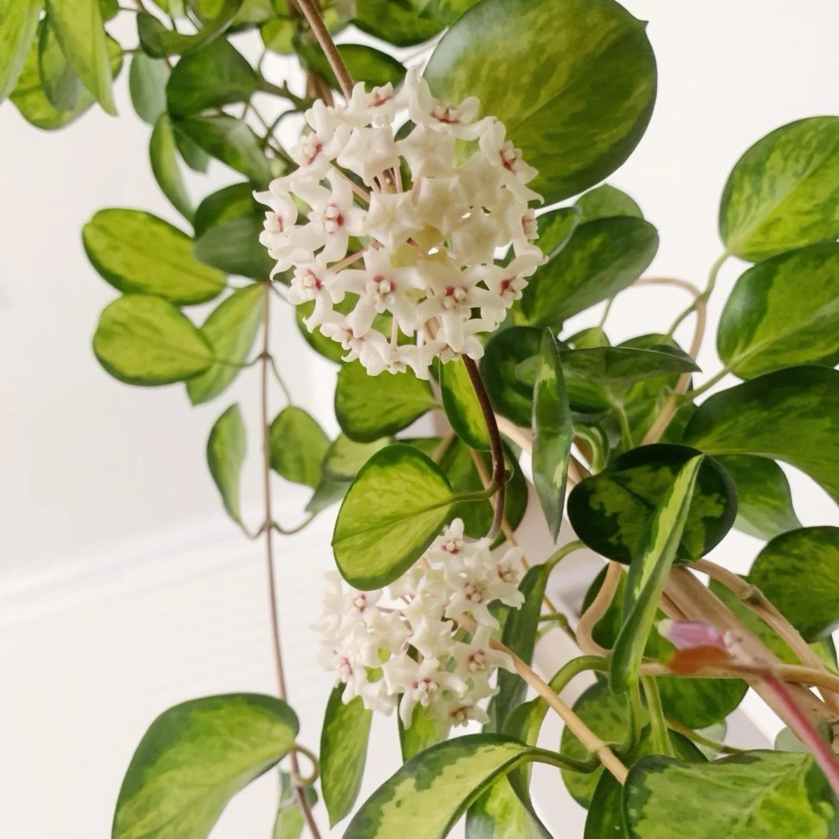Hoya Austrailis Lisa - Image 6