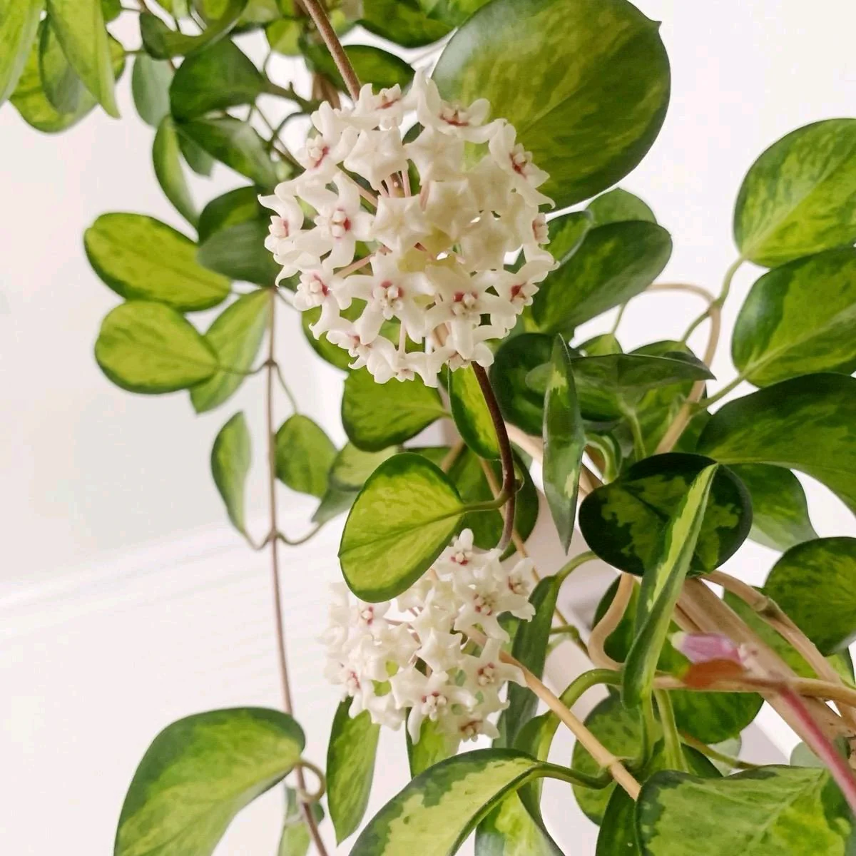 Hoya Australis Green - Image 2