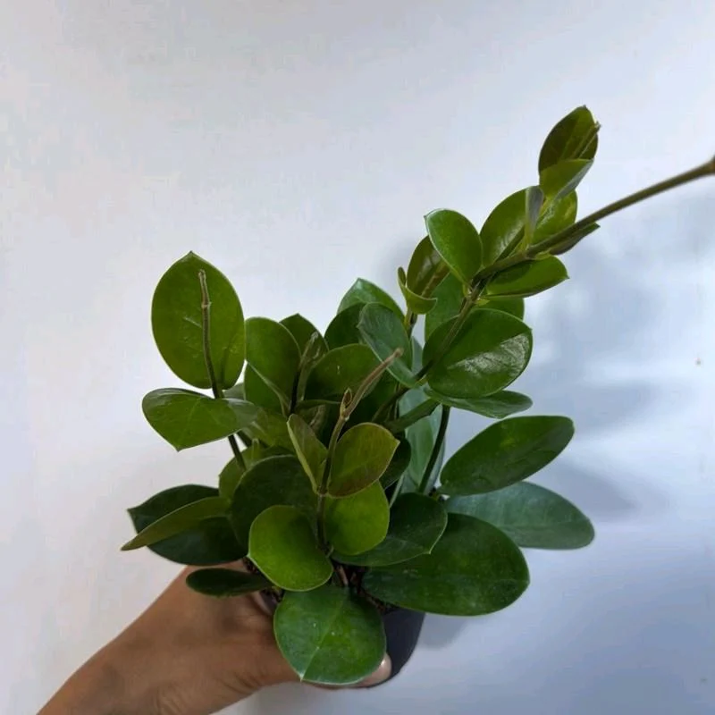 Hoya Australis Green - Image 3