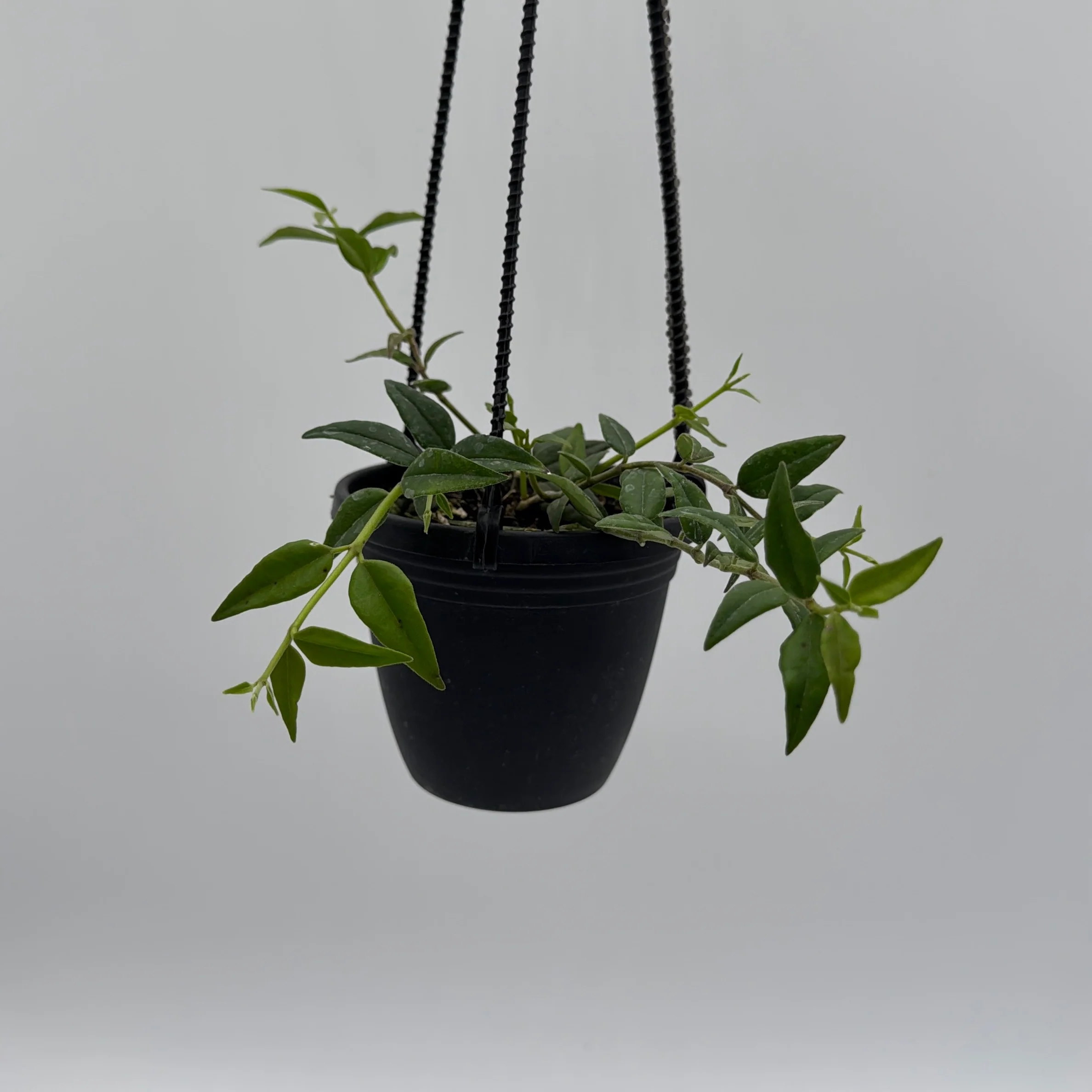 Hoya Bella