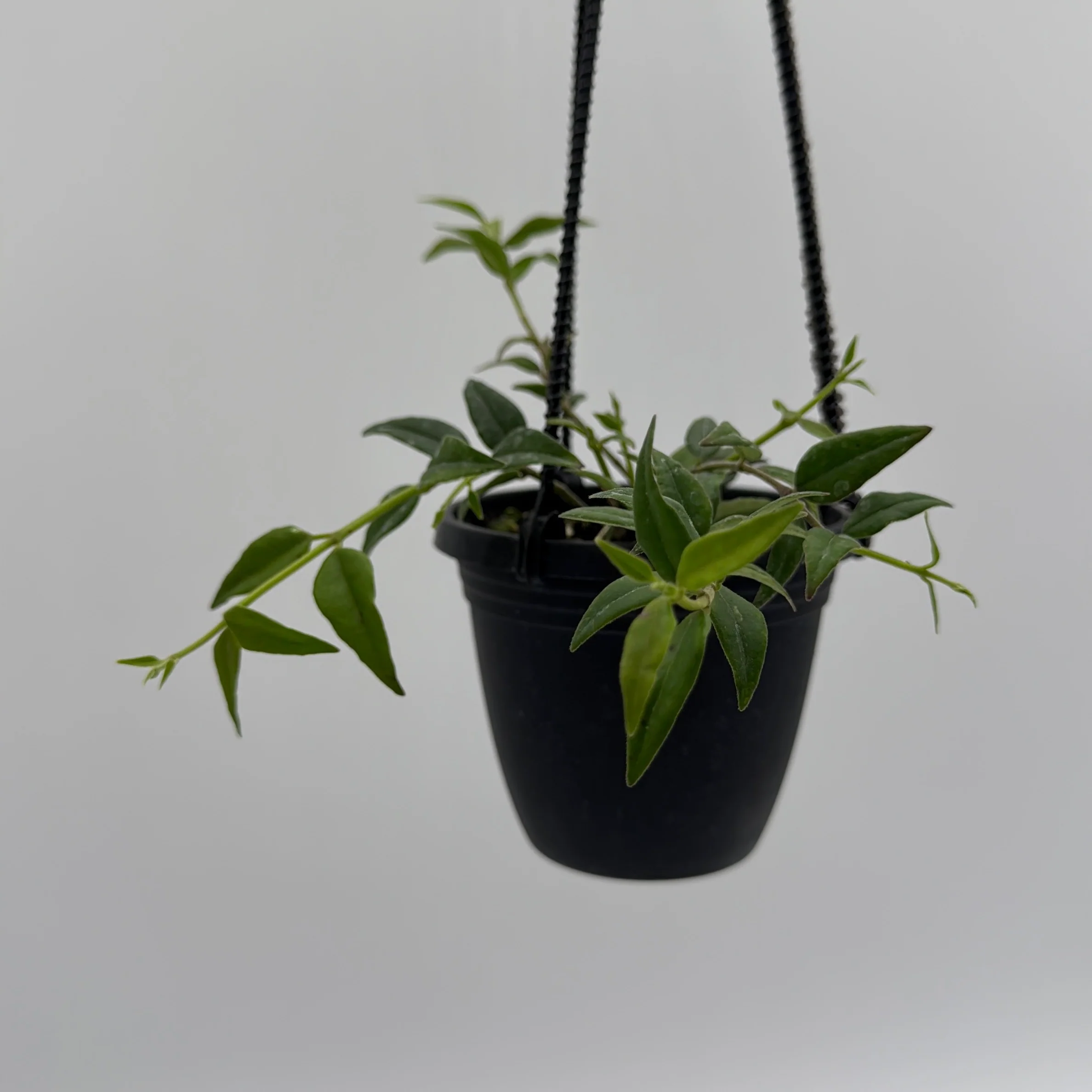 Hoya Bella - Image 2