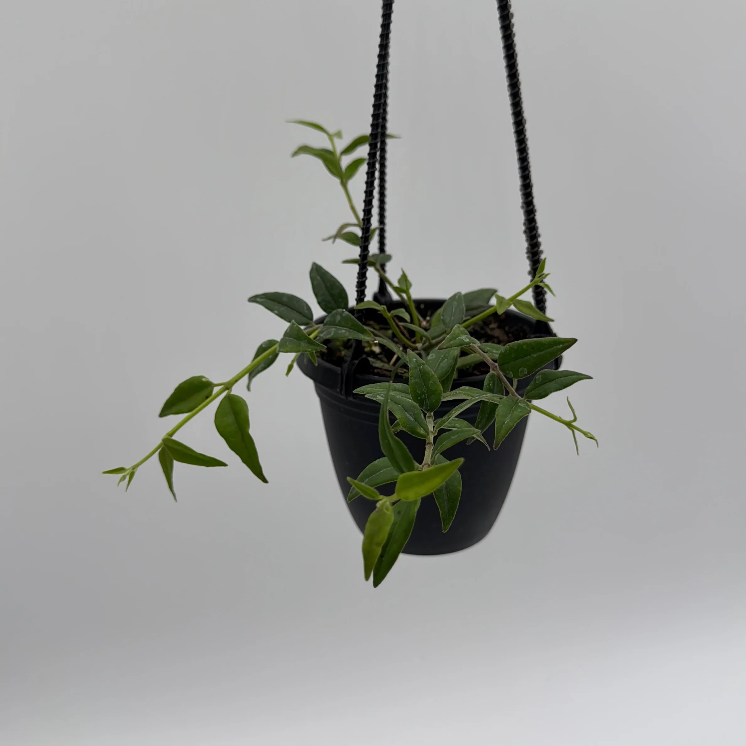 Hoya Bella - Image 3