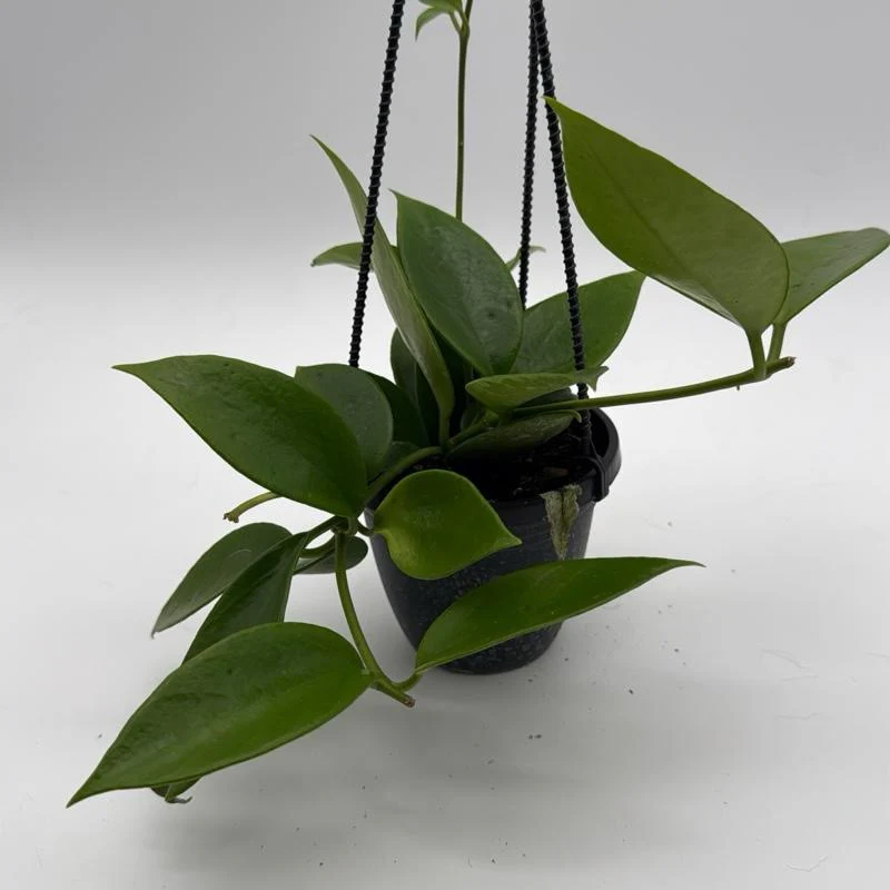 Hoya Benitotanii Hanging Basket - Image 2