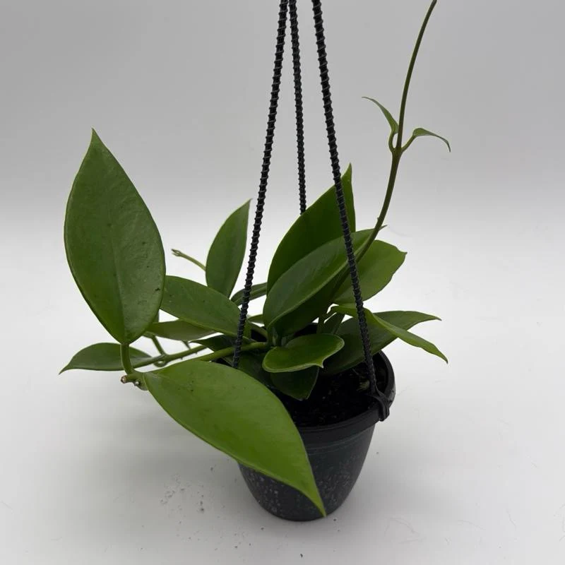 Hoya Benitotanii Hanging Basket - Image 3
