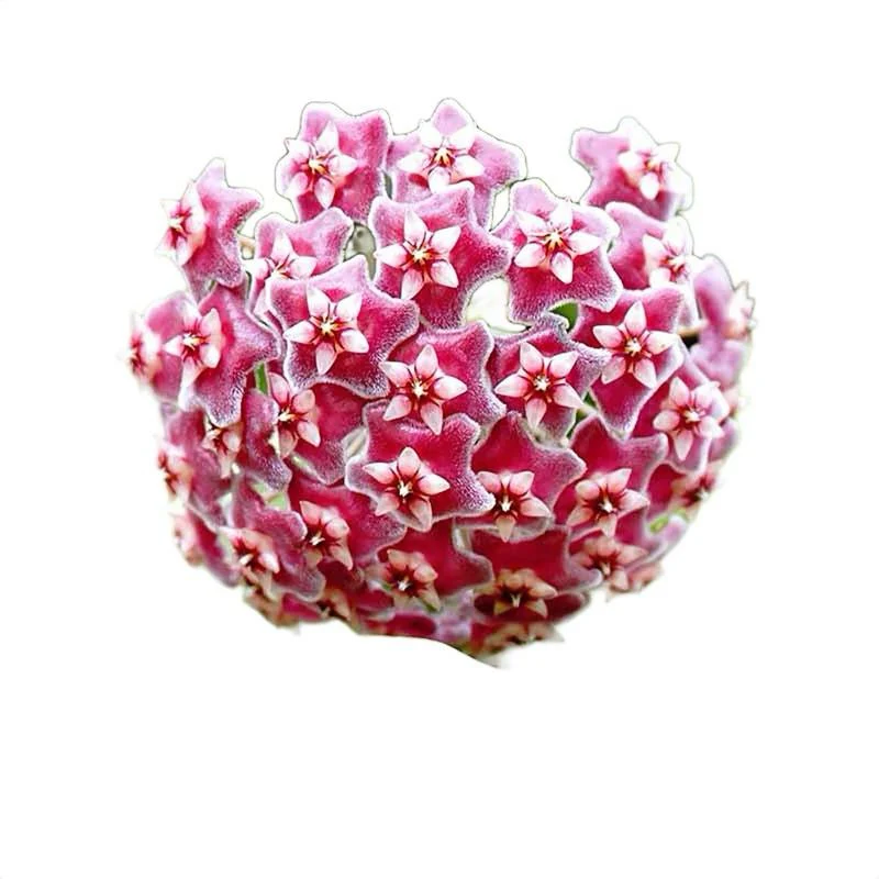 Hoya Carnosa 'Amore'