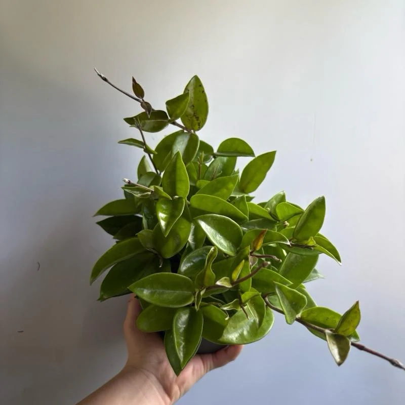 Hoya Carnosa 'Amore' - Image 2