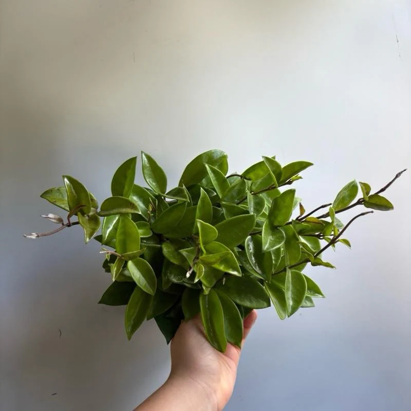 Hoya Carnosa 'Amore' - Image 3