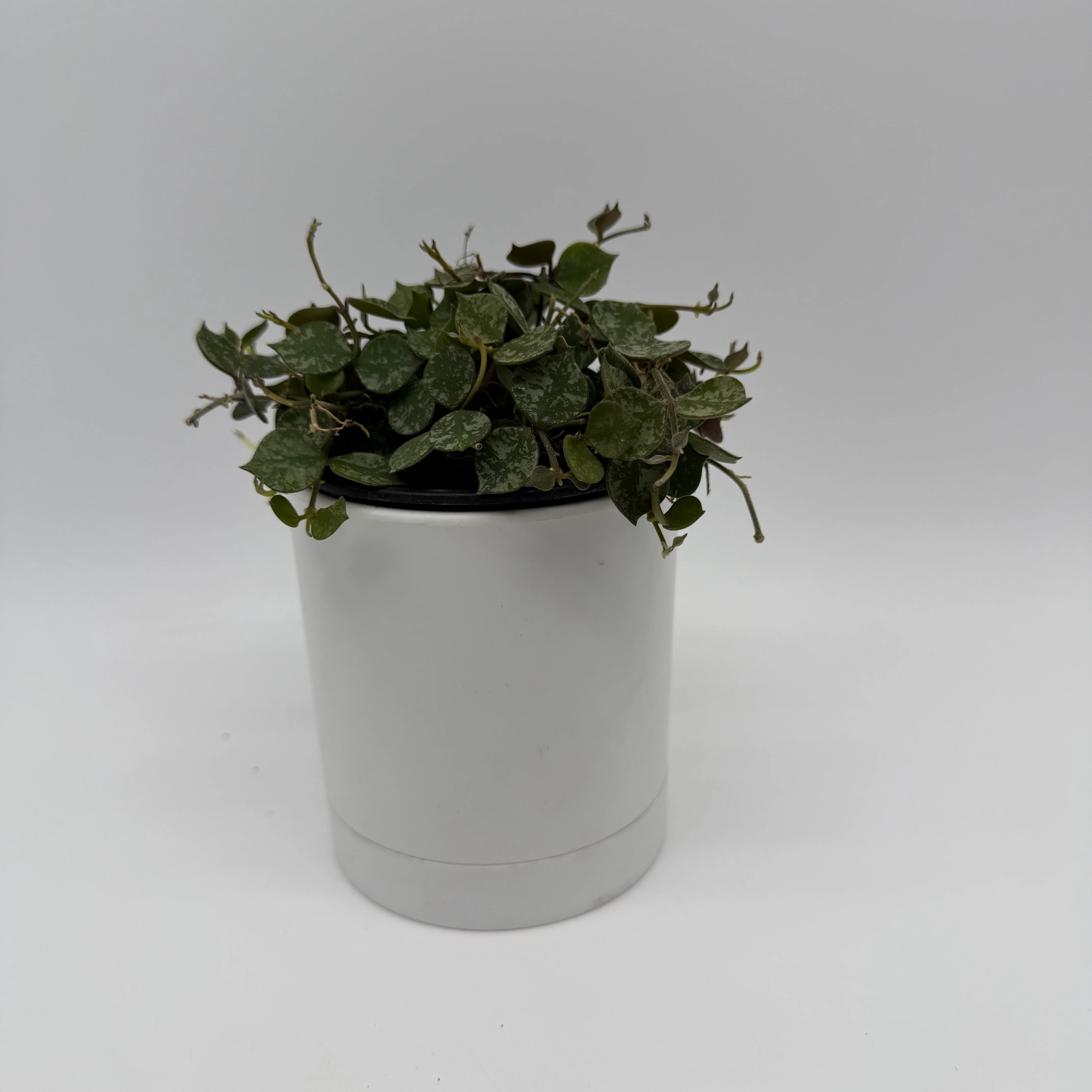 Hoya Curtisii - Image 2