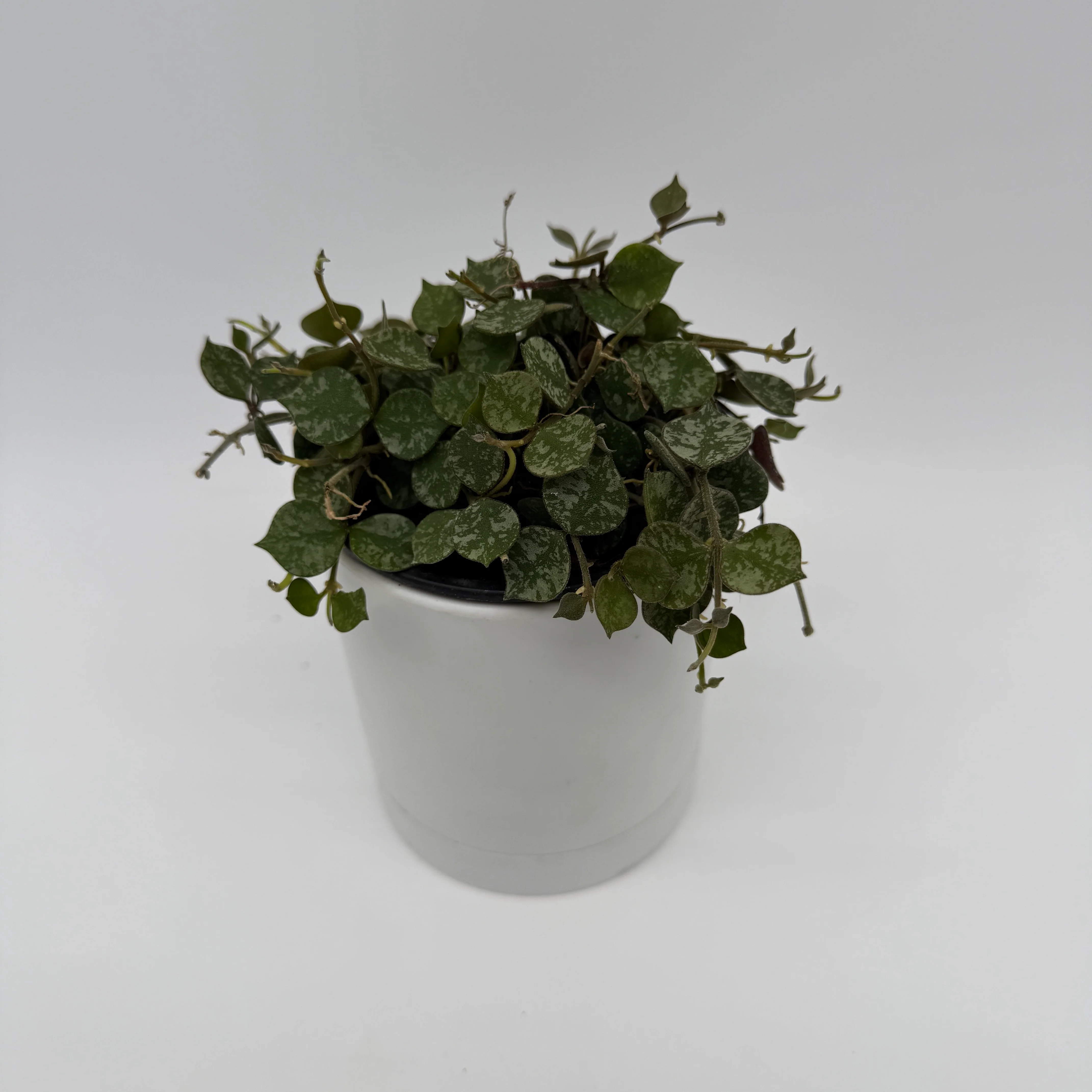 Hoya Curtisii - Image 3