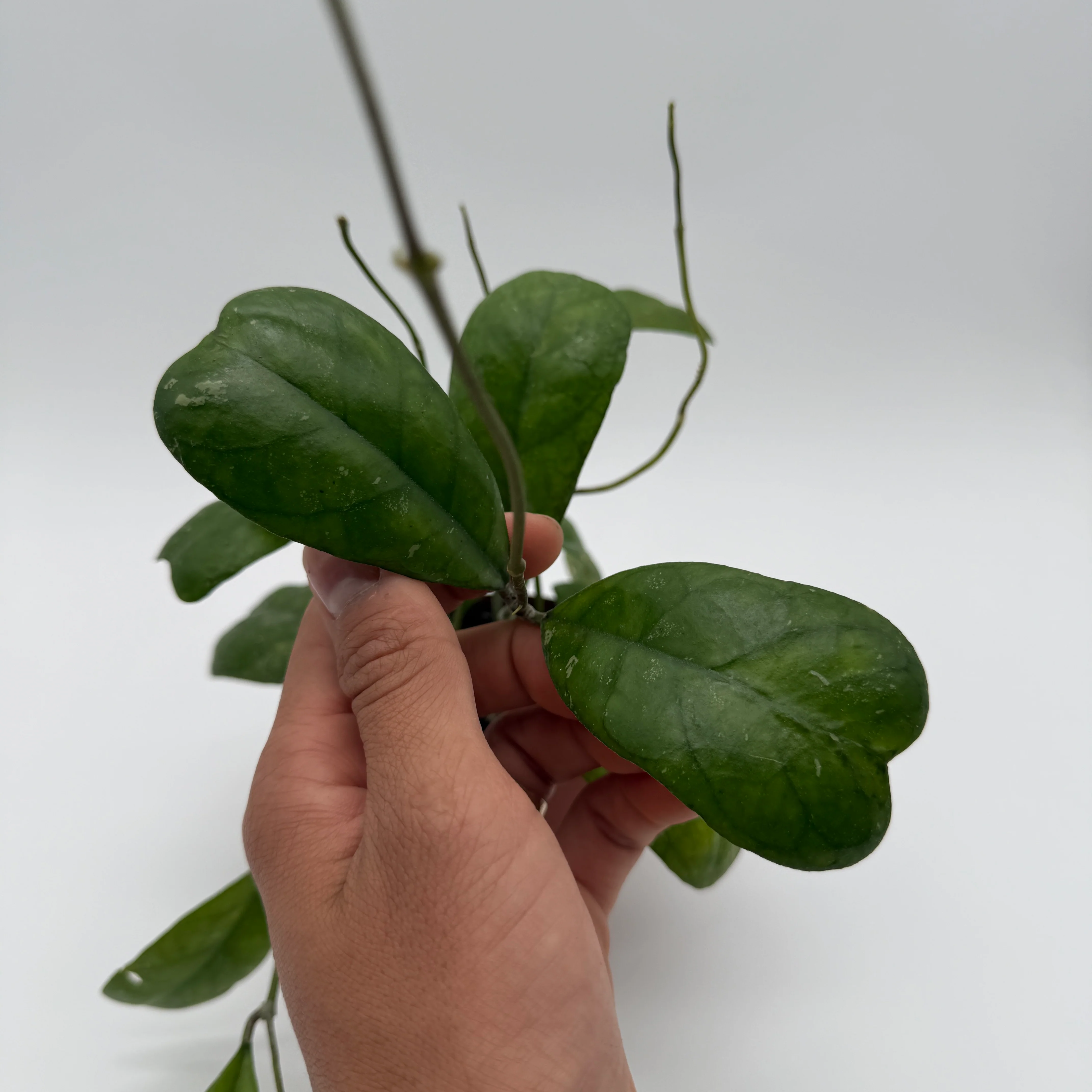 Hoya Deykeae - Image 2