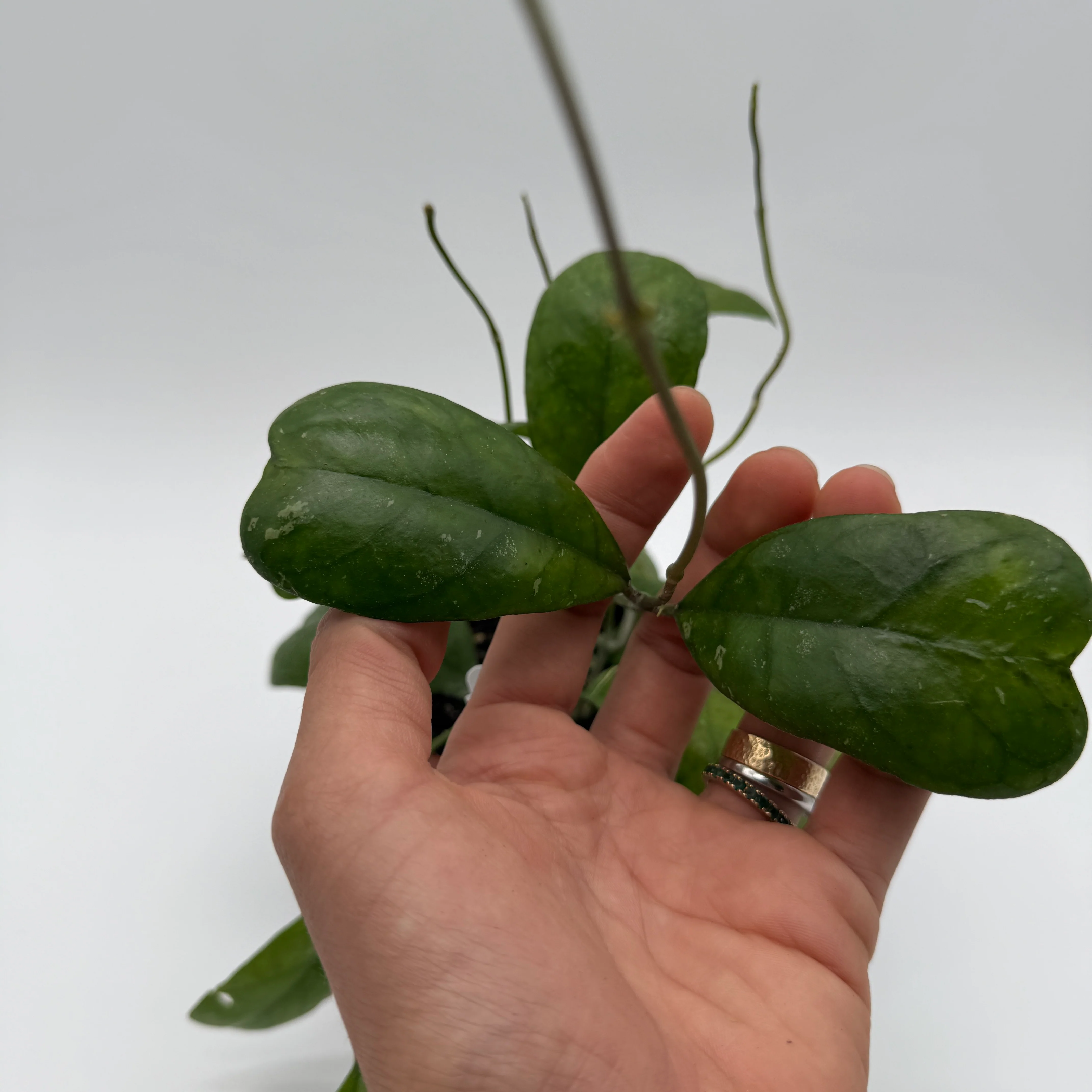 Hoya Deykeae - Image 3
