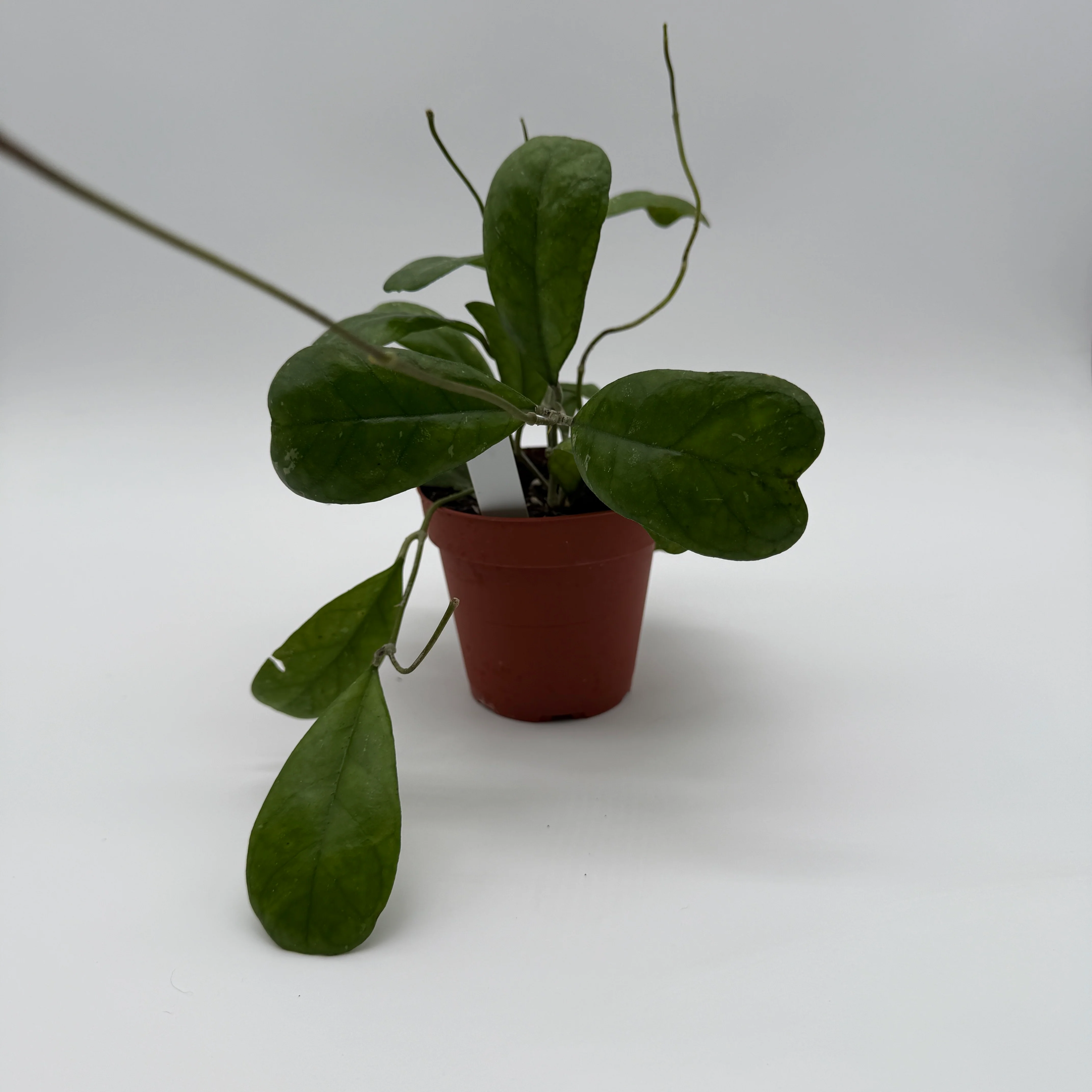 Hoya Deykeae - Image 4