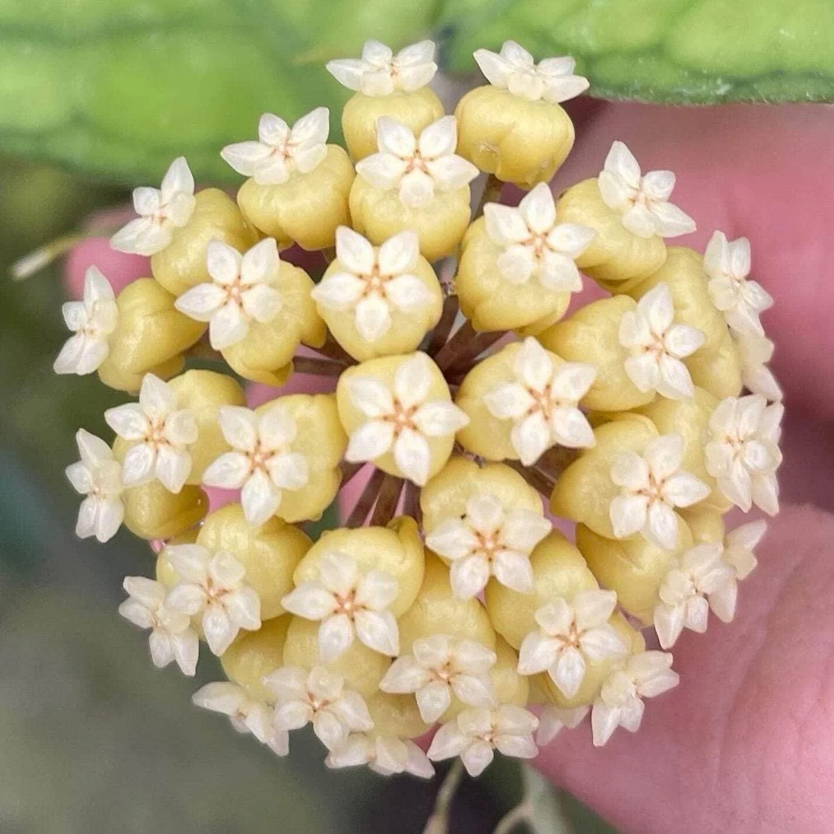 Hoya Deykeae - Image 5