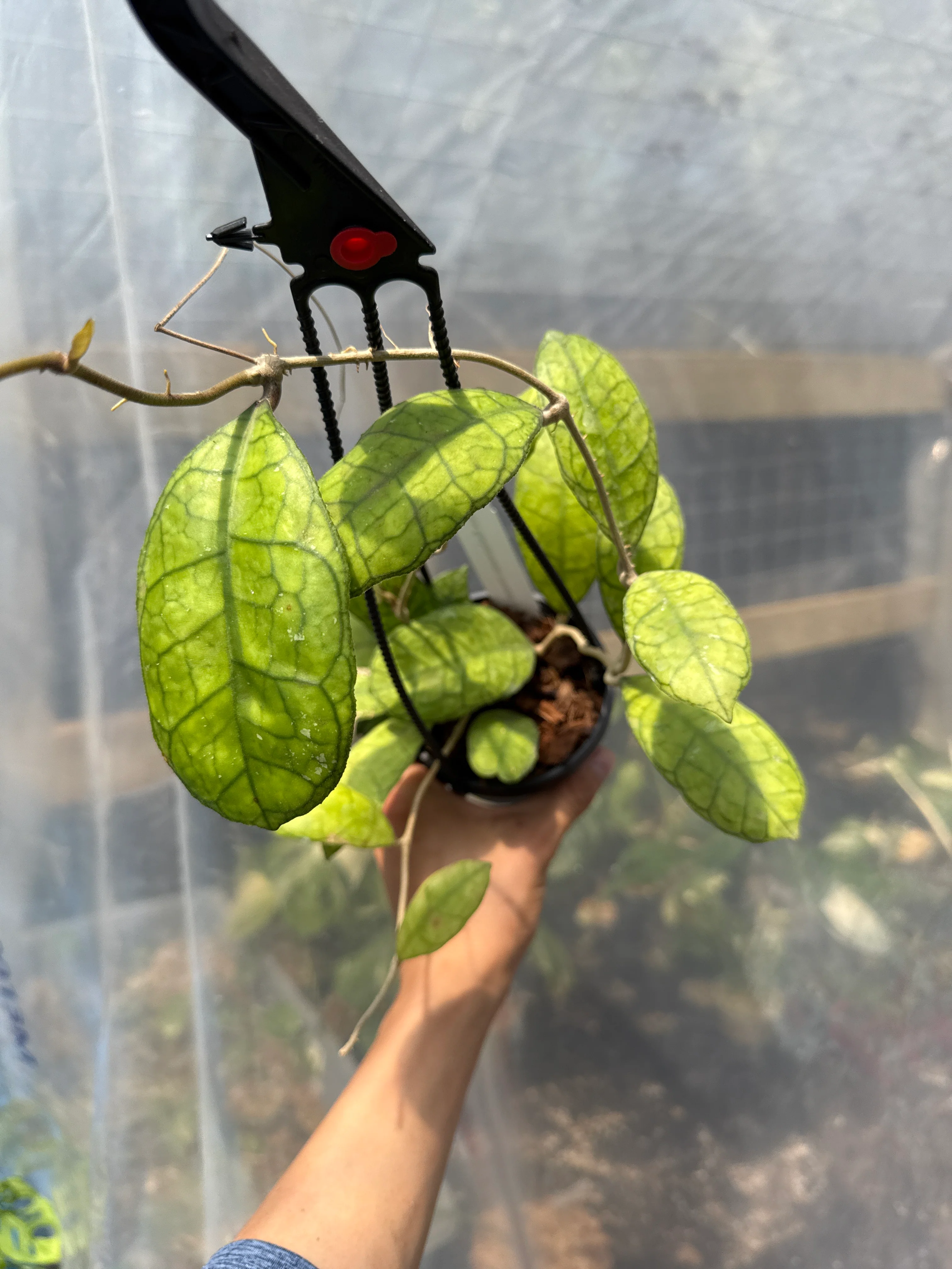 Hoya Finlansonii - Image 2