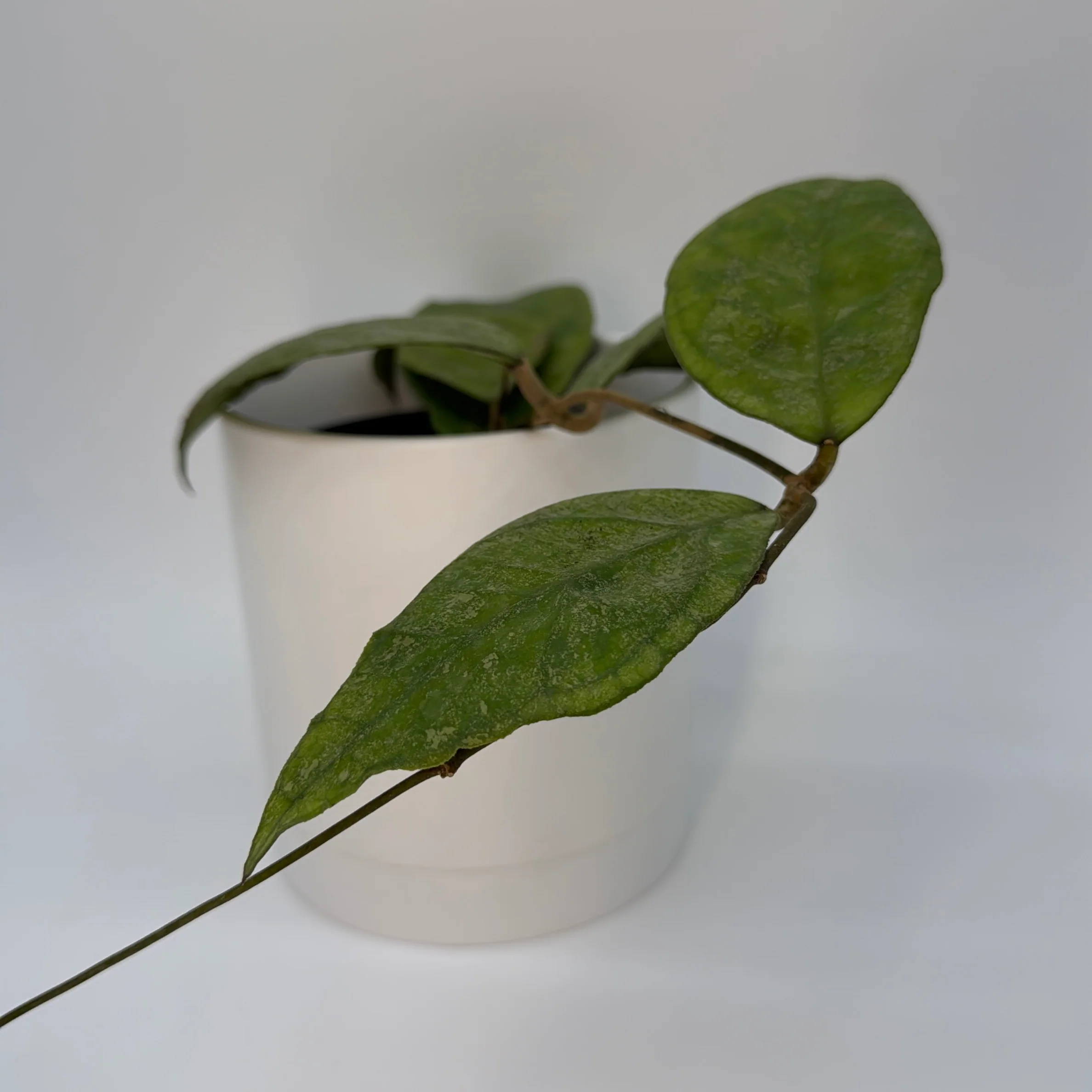 Hoya Finlaysonii 'Chicken Farm' - Image 2