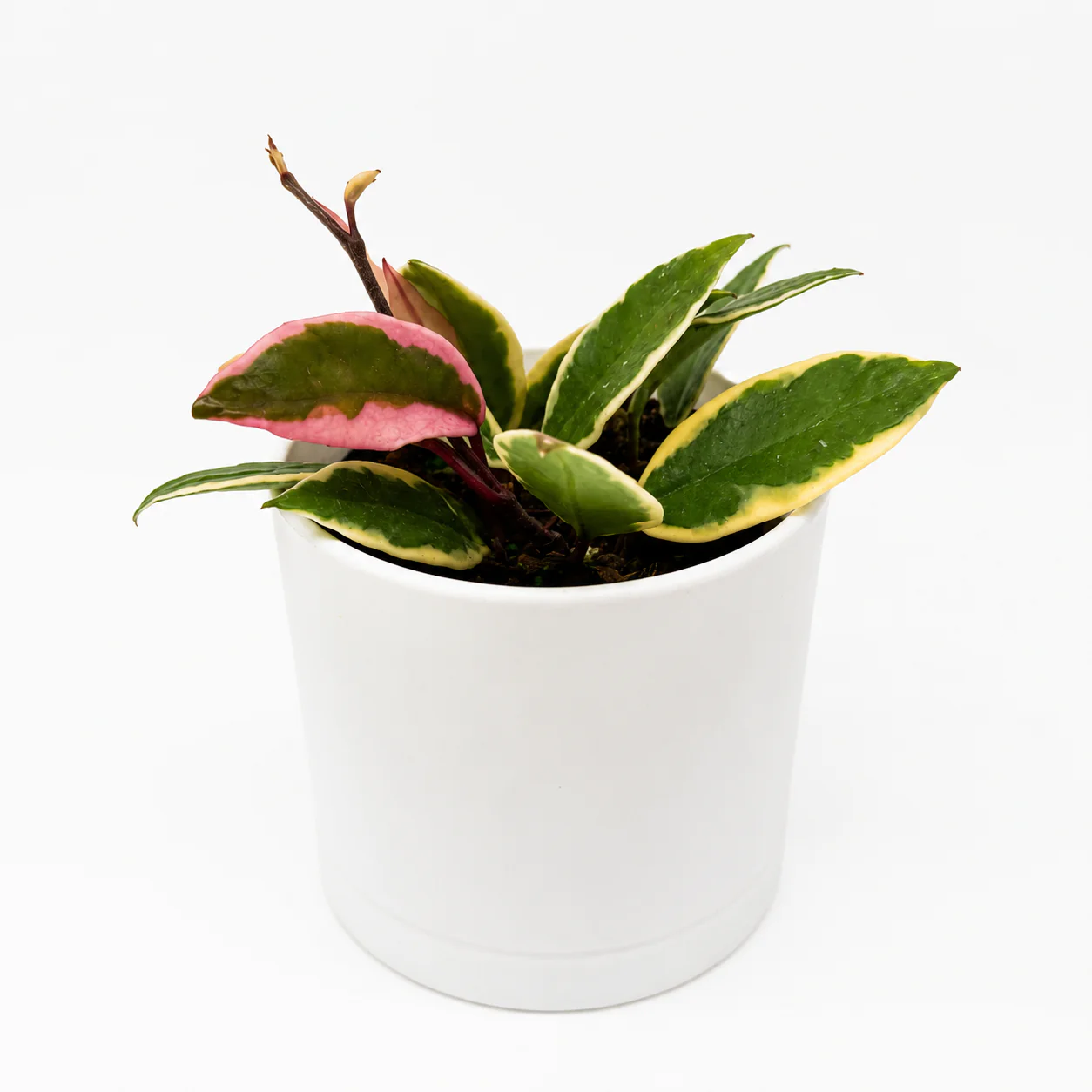 Hoya Flamingo Dream - Image 2