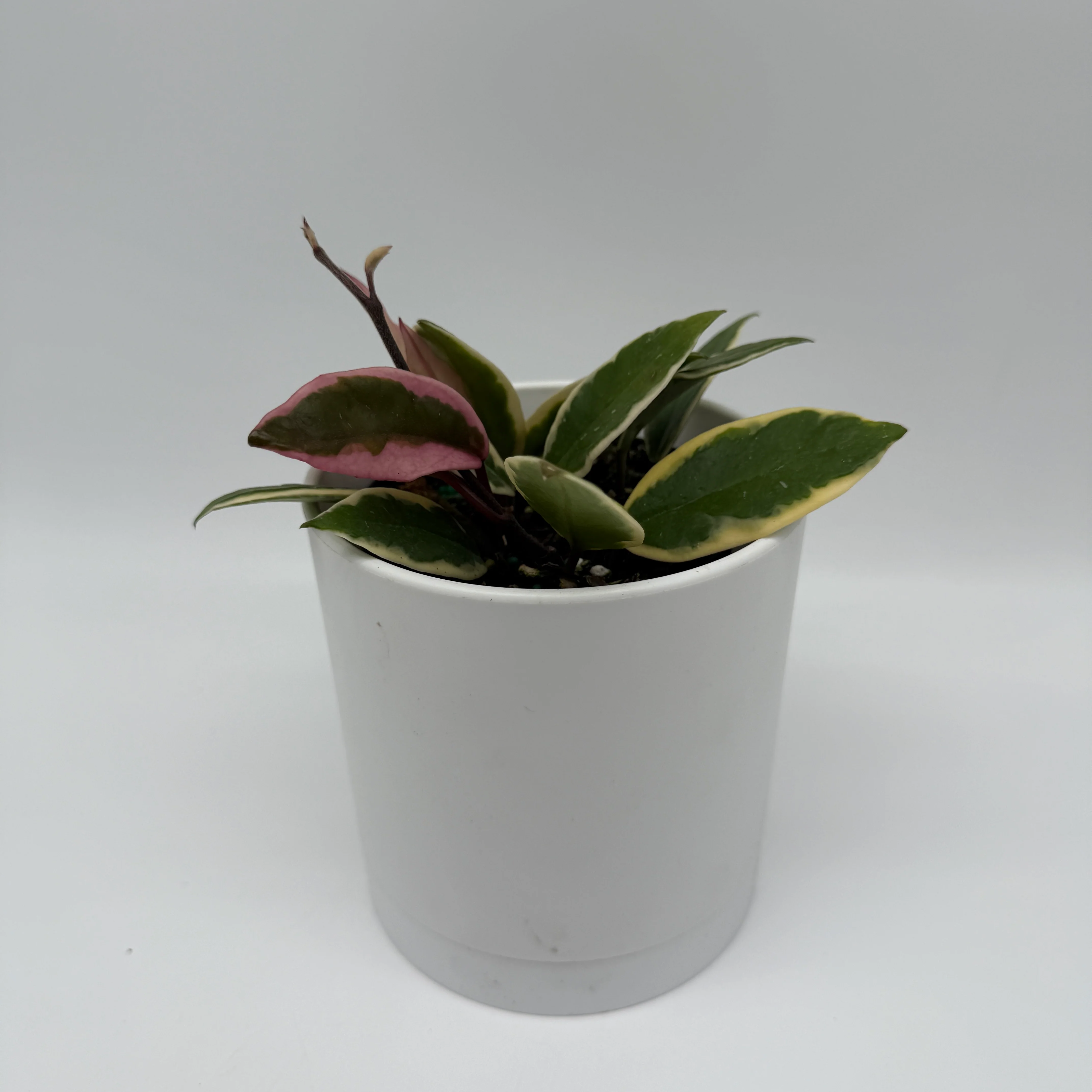 Hoya Flamingo Dream - Image 3