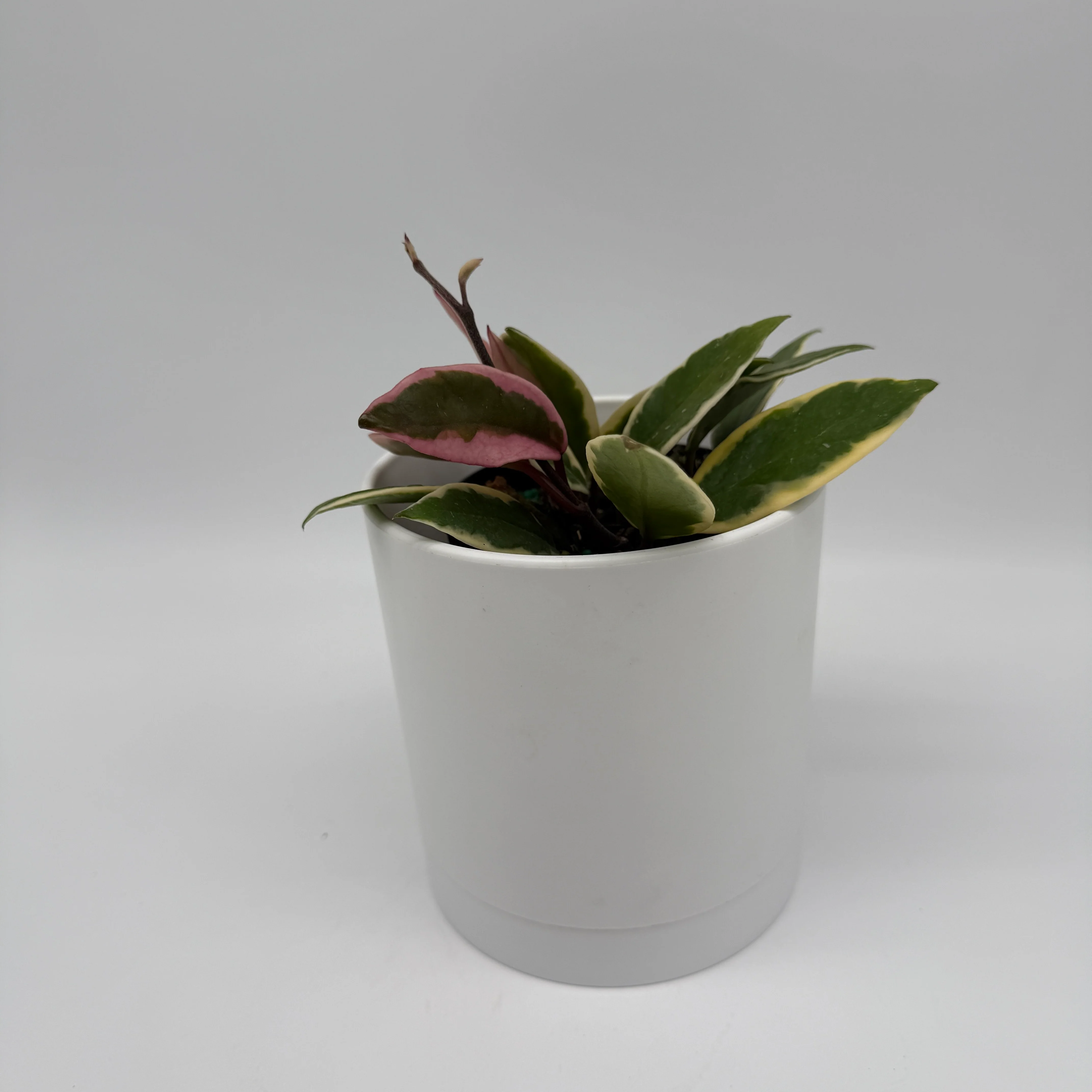 Hoya Flamingo Dream - Image 4