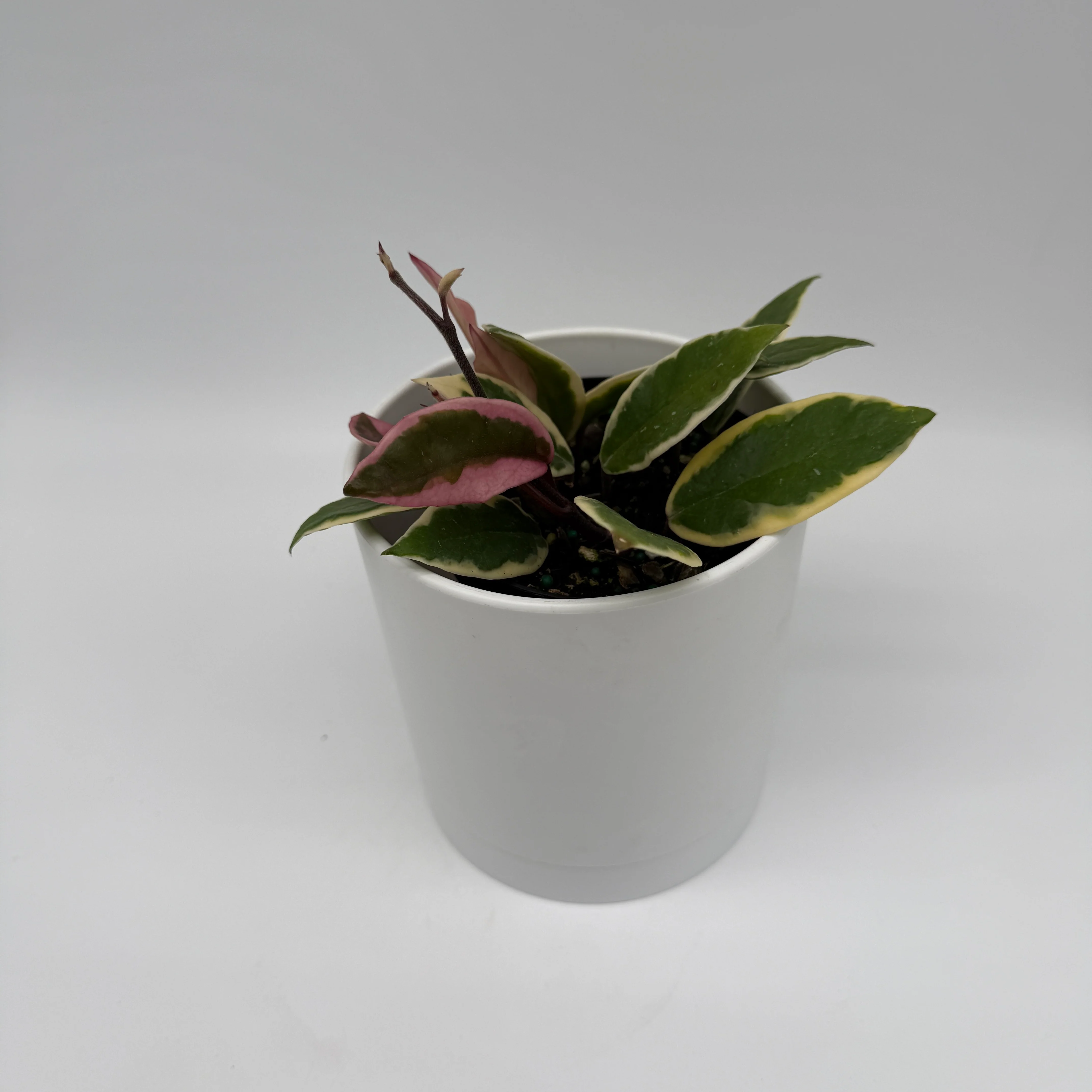 Hoya Flamingo Dream - Image 5