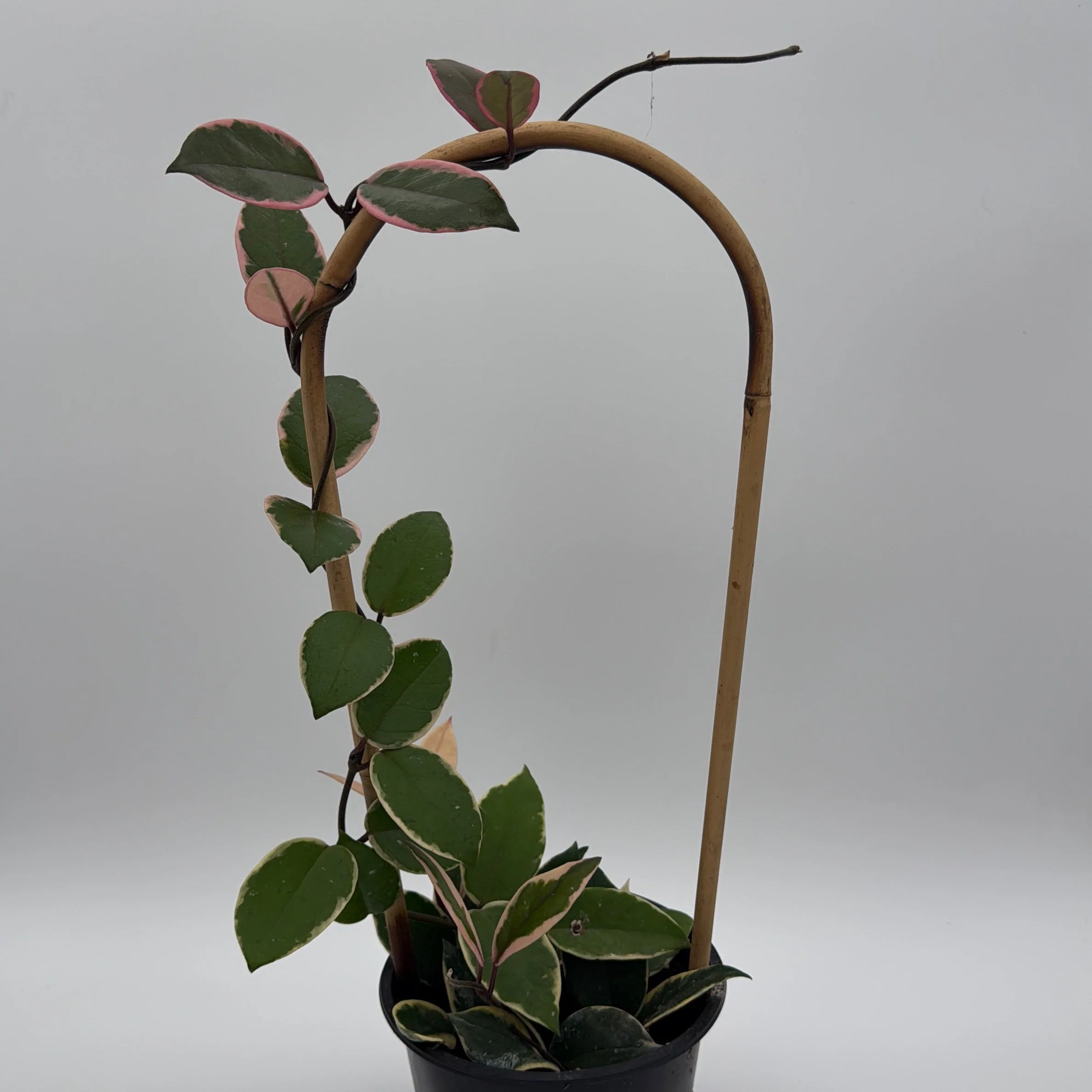 Hoya Flamingo Dream - Image 6