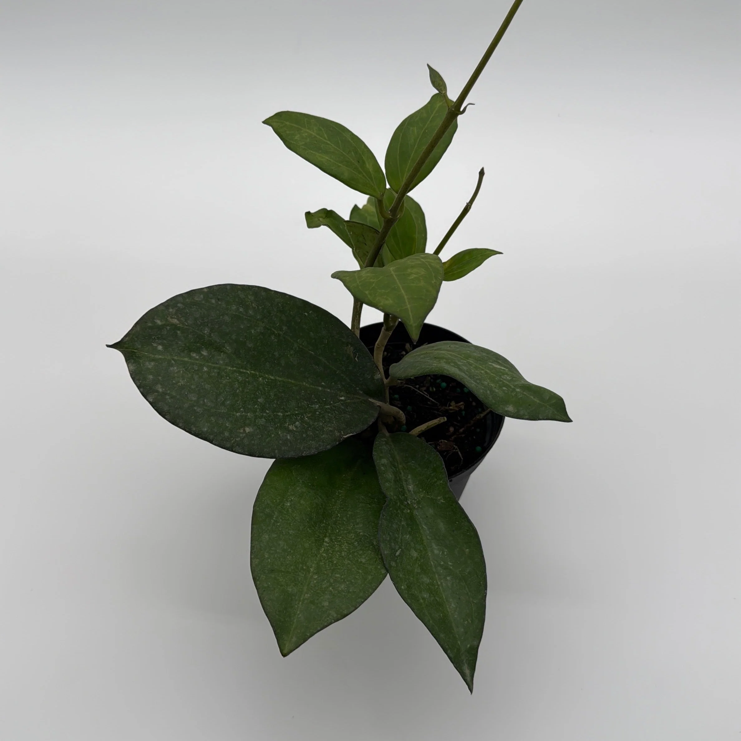 Hoya Icensis