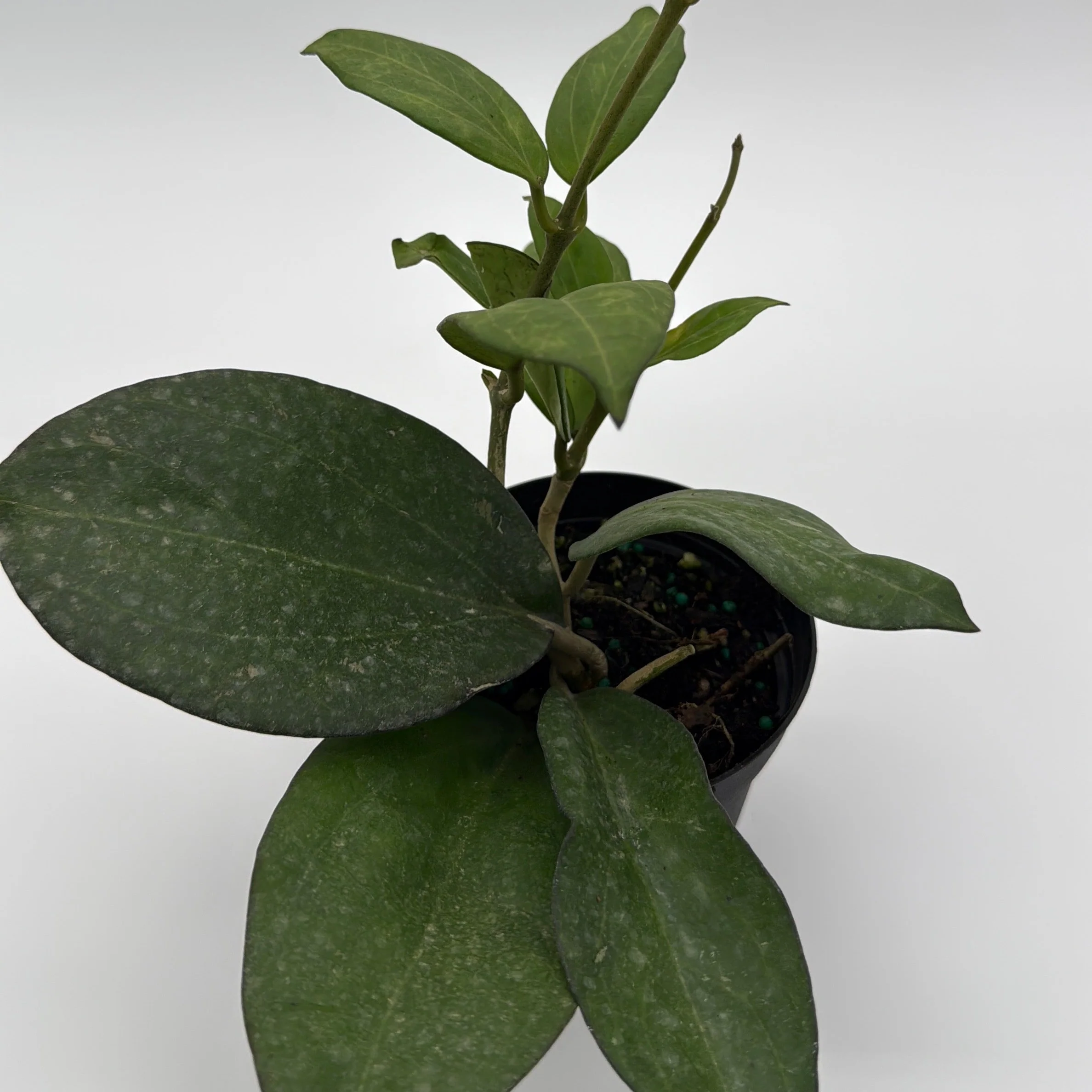 Hoya Icensis - Image 3