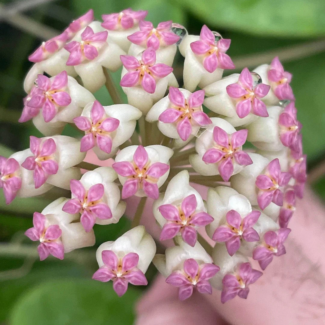 Hoya Icensis - Image 4