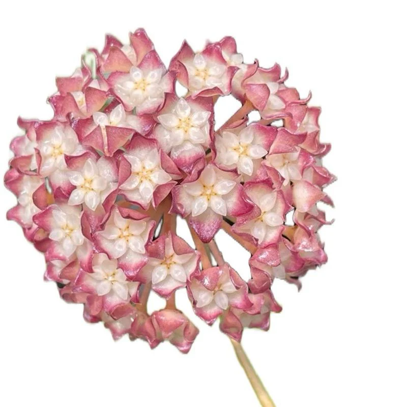 Hoya 'Jennifer'