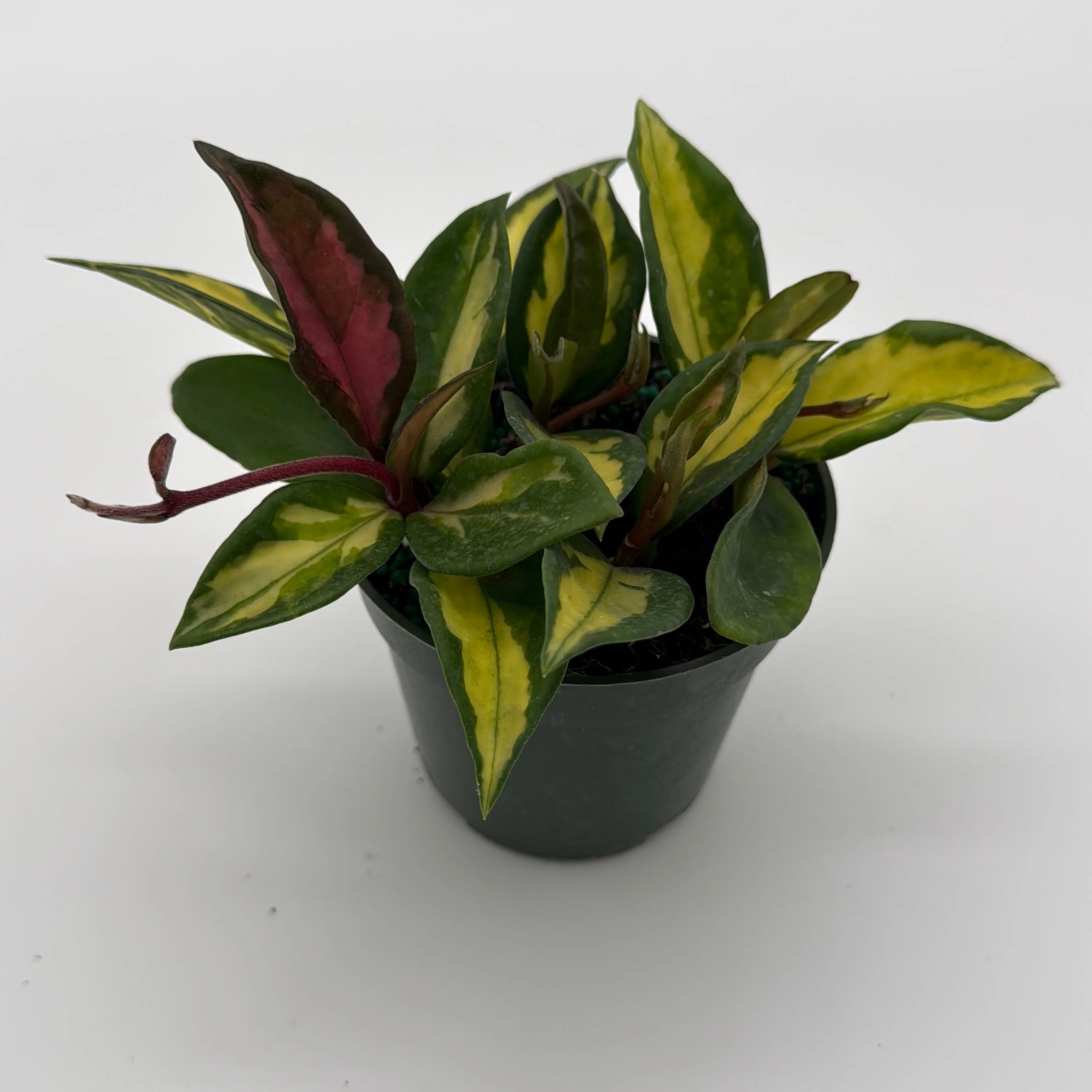 Hoya Krimson Princess - Image 3