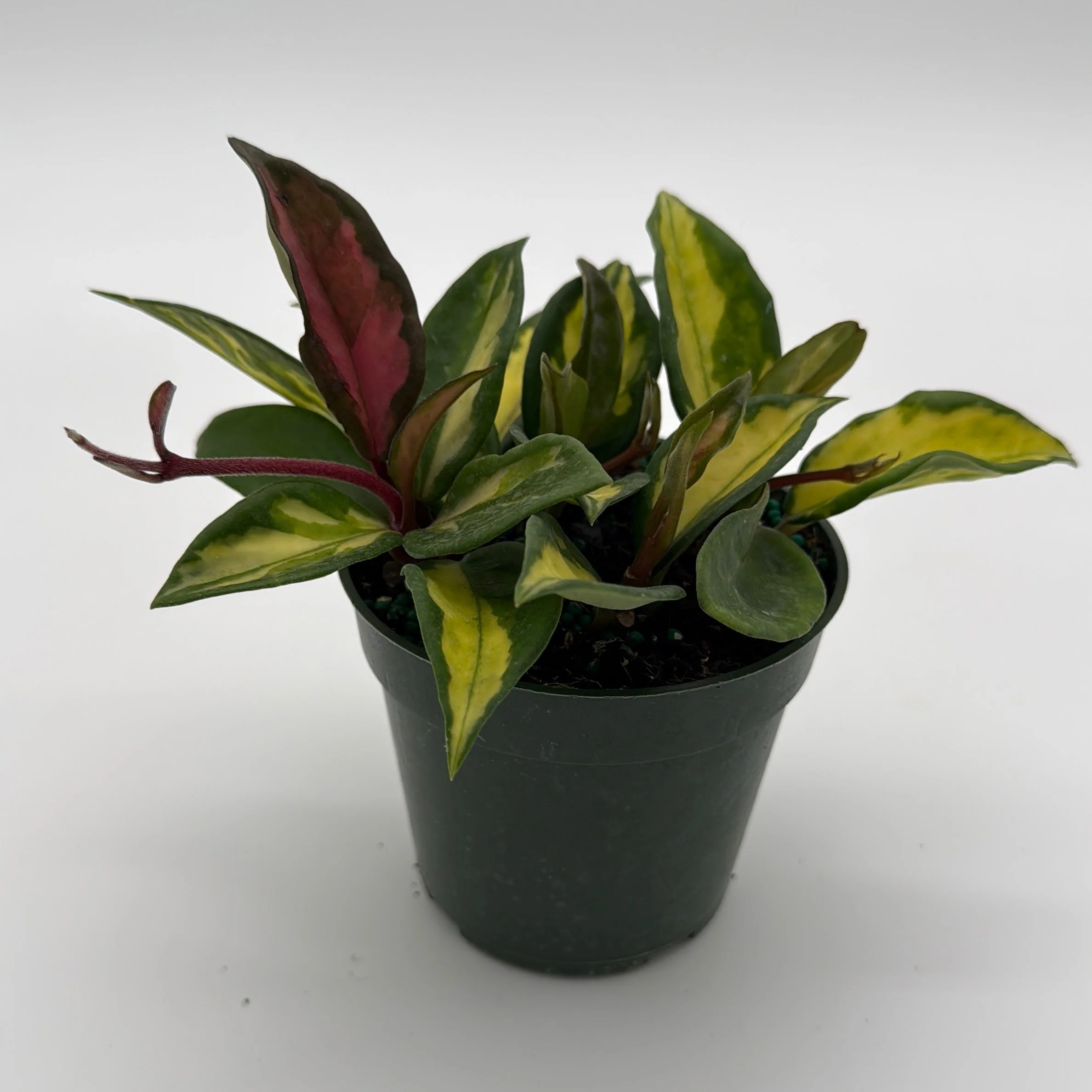 Hoya Krimson Princess - Image 4