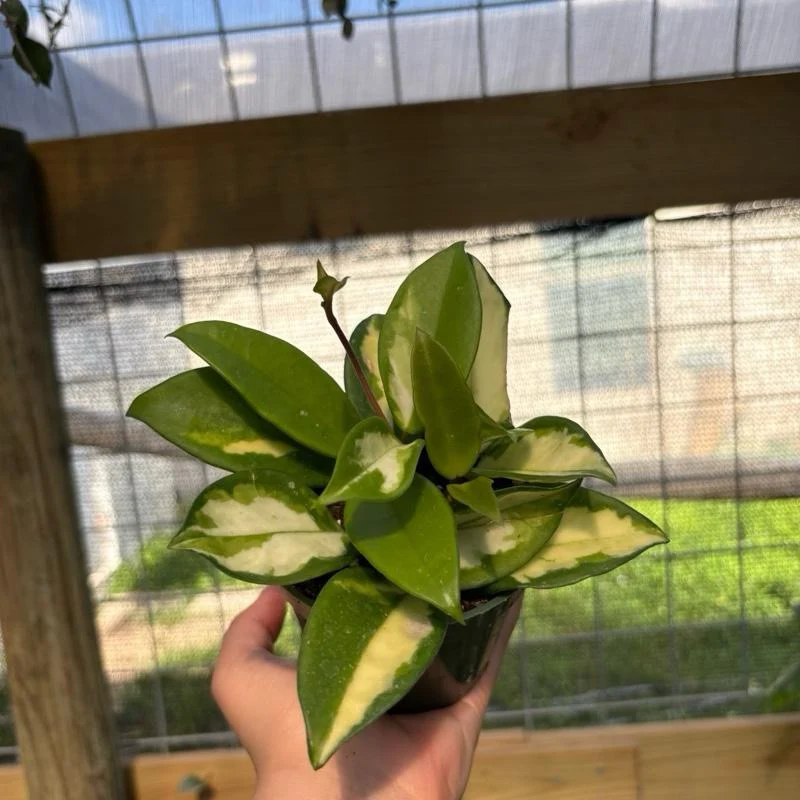 Hoya Krimson Princess - Image 5