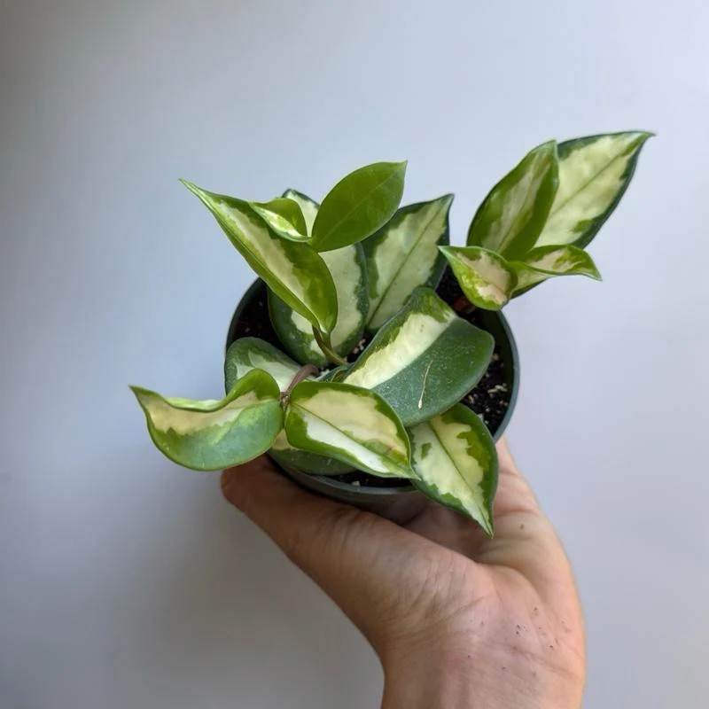Hoya Krimson Princess - Image 6
