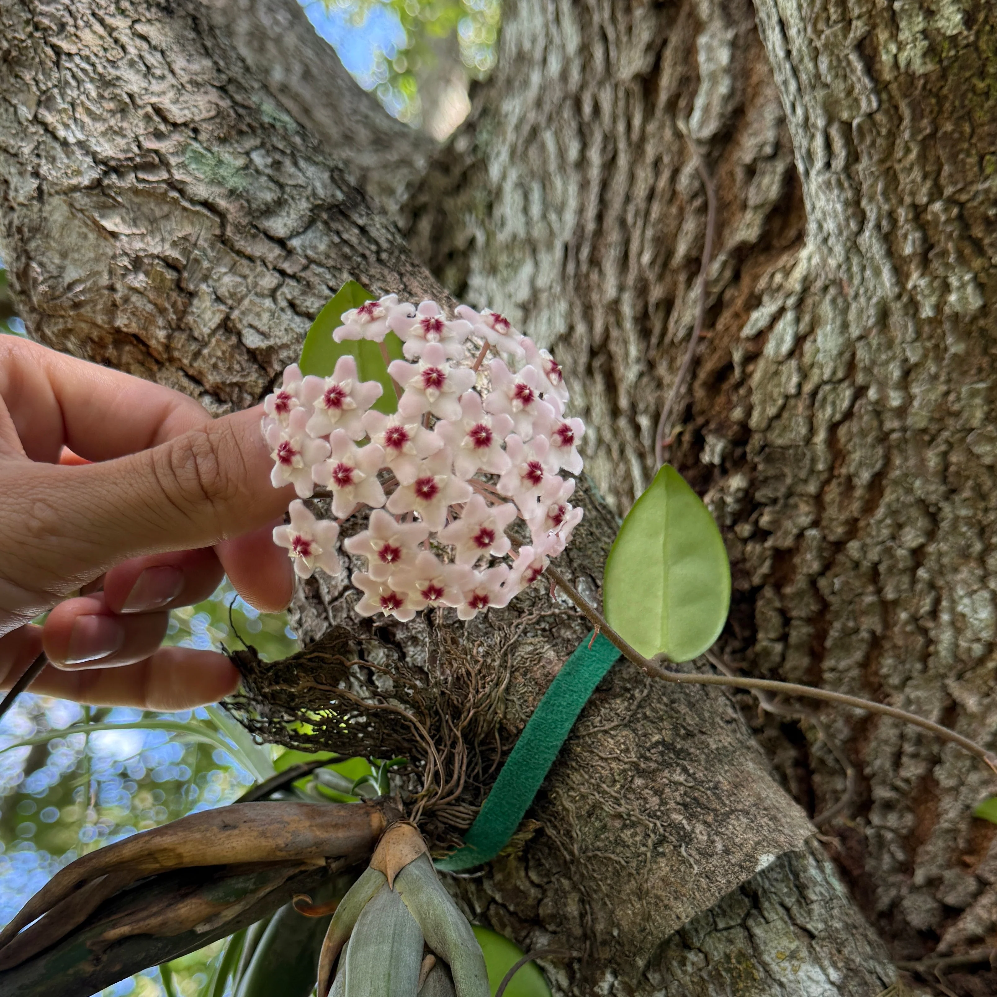 Hoya Krimson Princess - Image 7