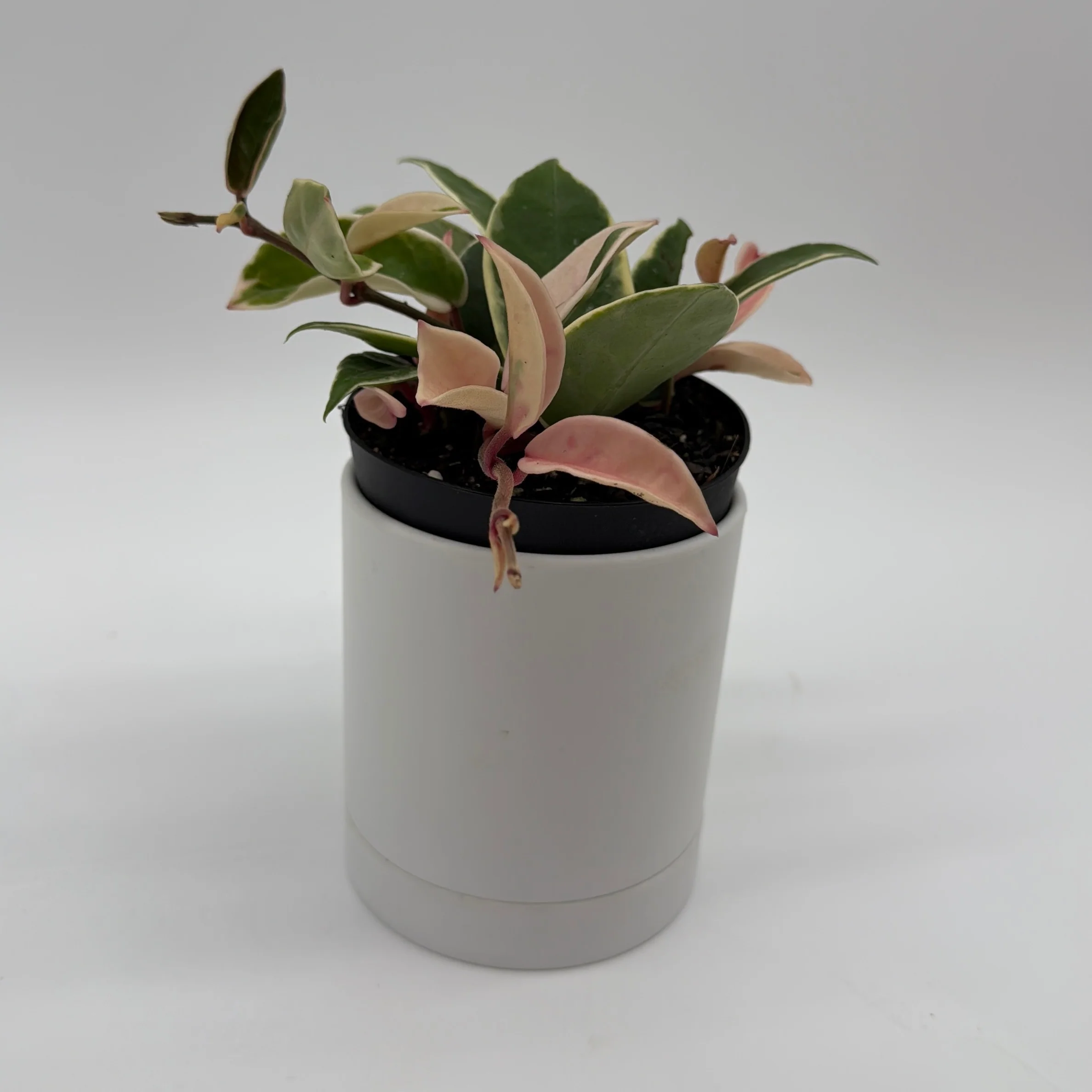Hoya Krimson Queen - Image 2