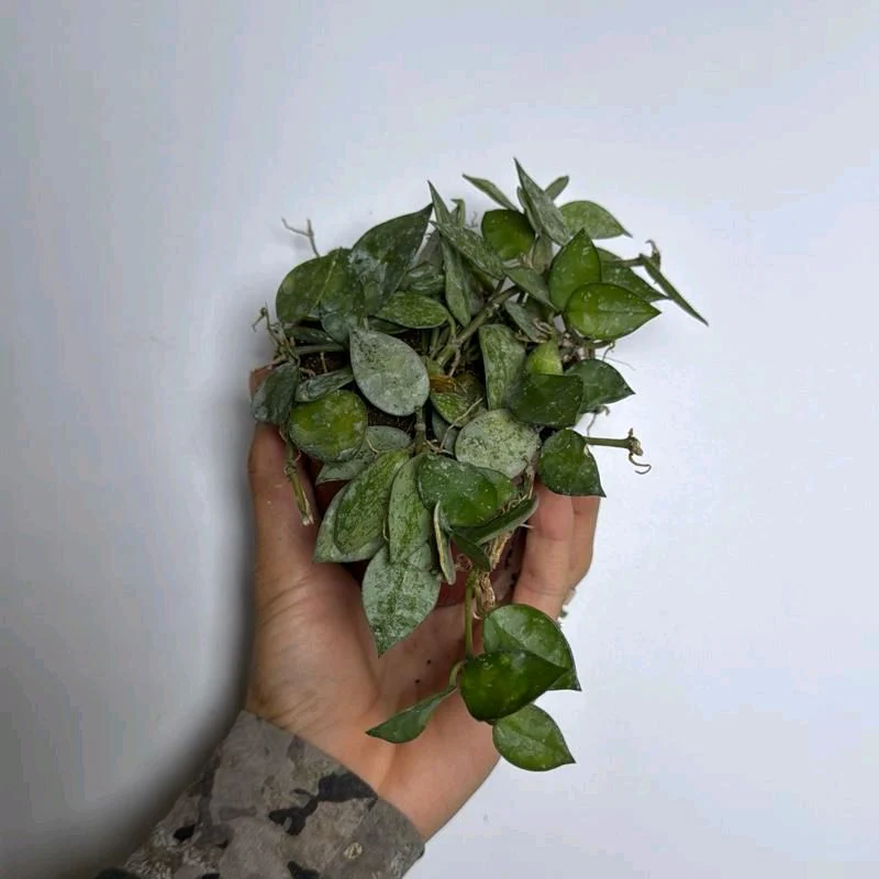 Hoya Krohniana 'Silver Splash' - Image 3