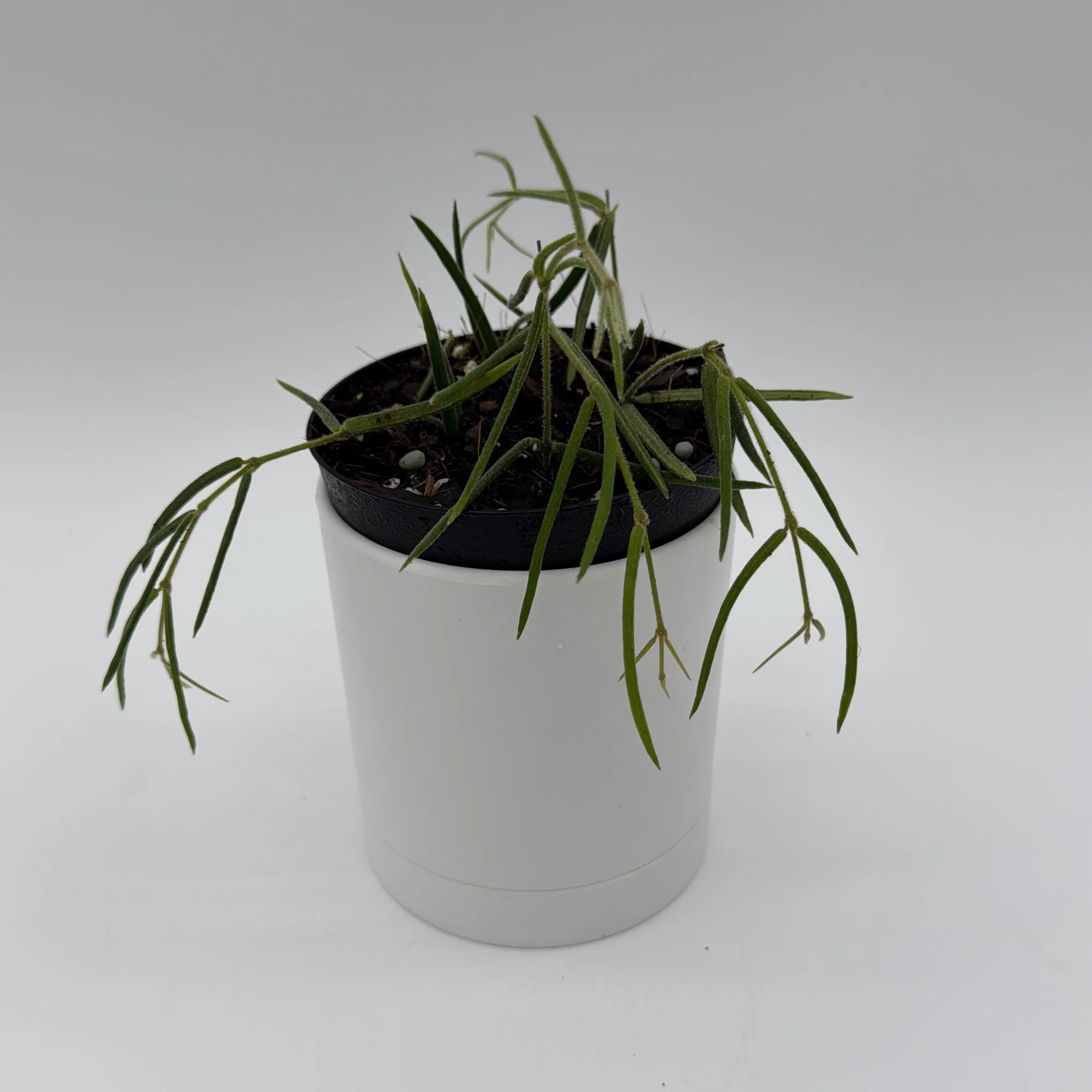 Hoya Linearis - Image 2