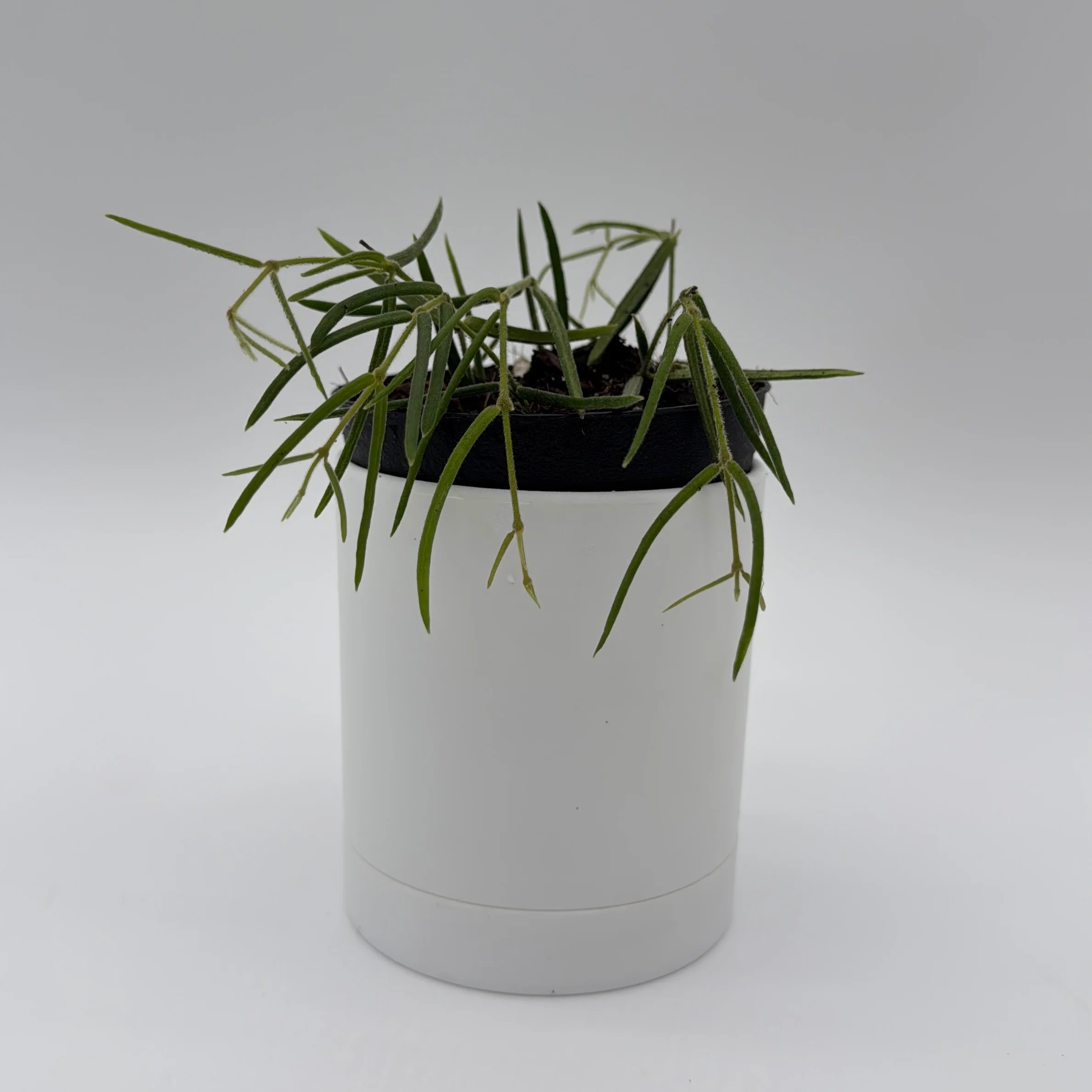 Hoya Linearis - Image 3