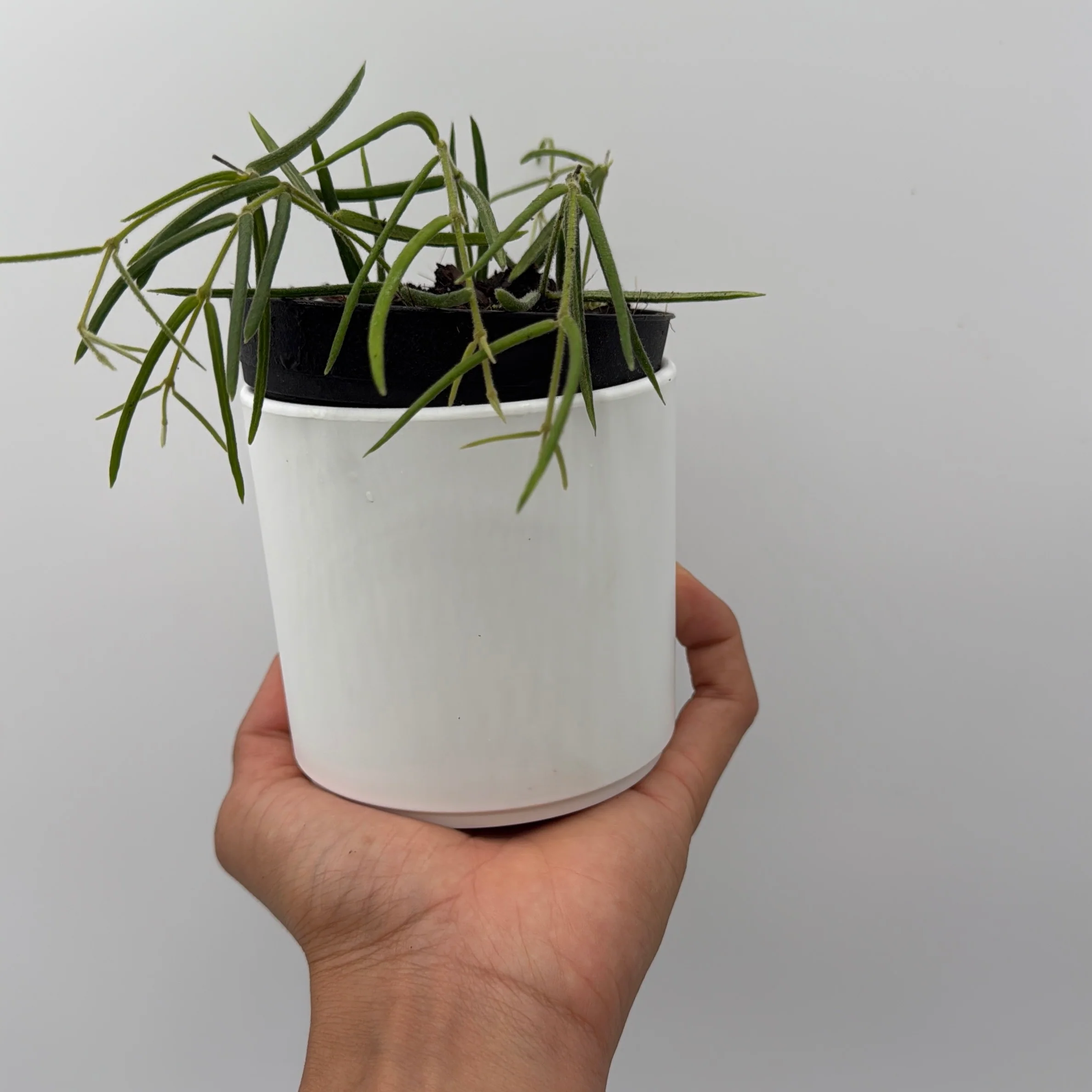Hoya Linearis - Image 4